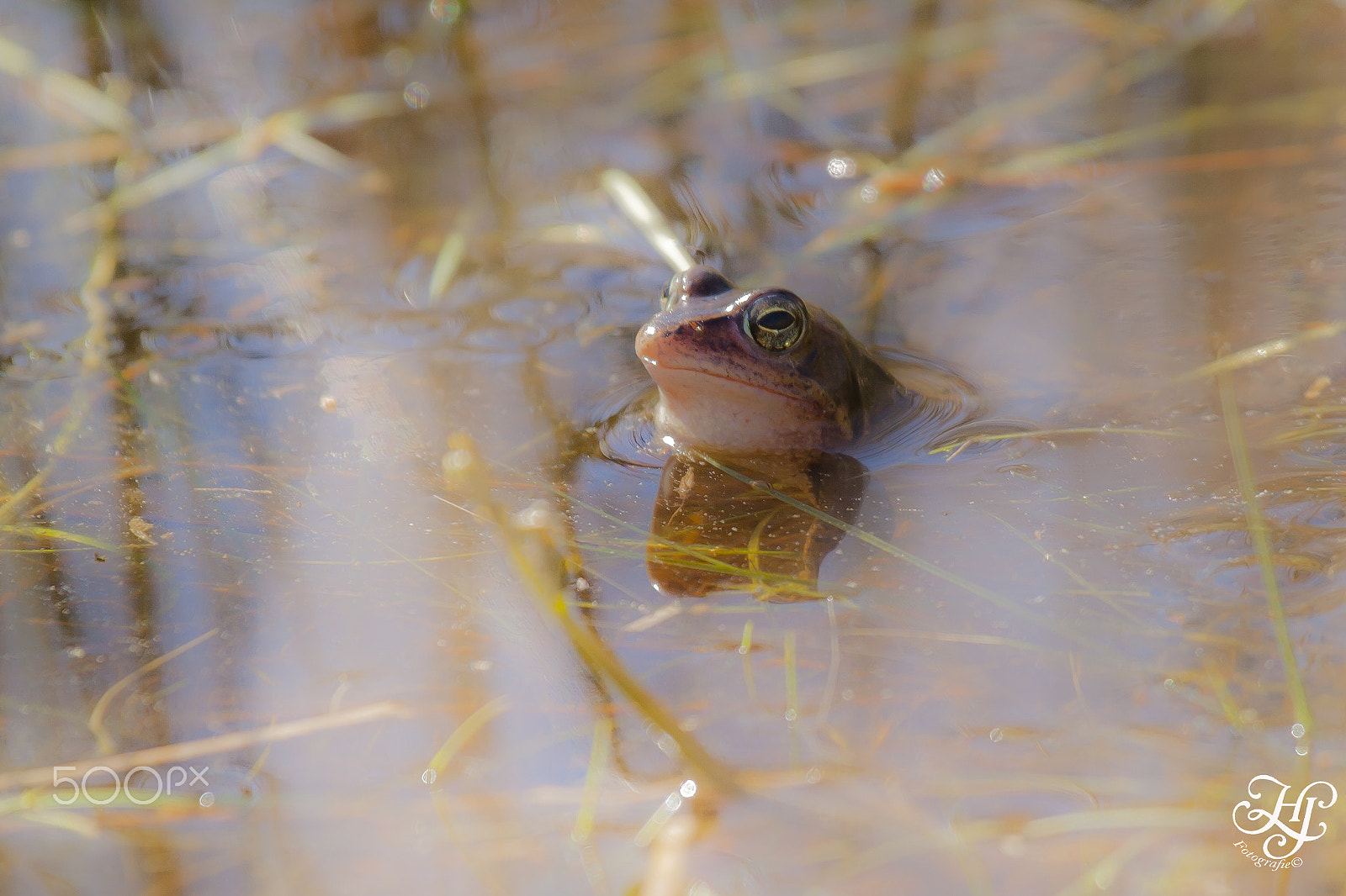 Canon EOS 5D Mark II sample photo. Heikikker (rana arvalis) photography