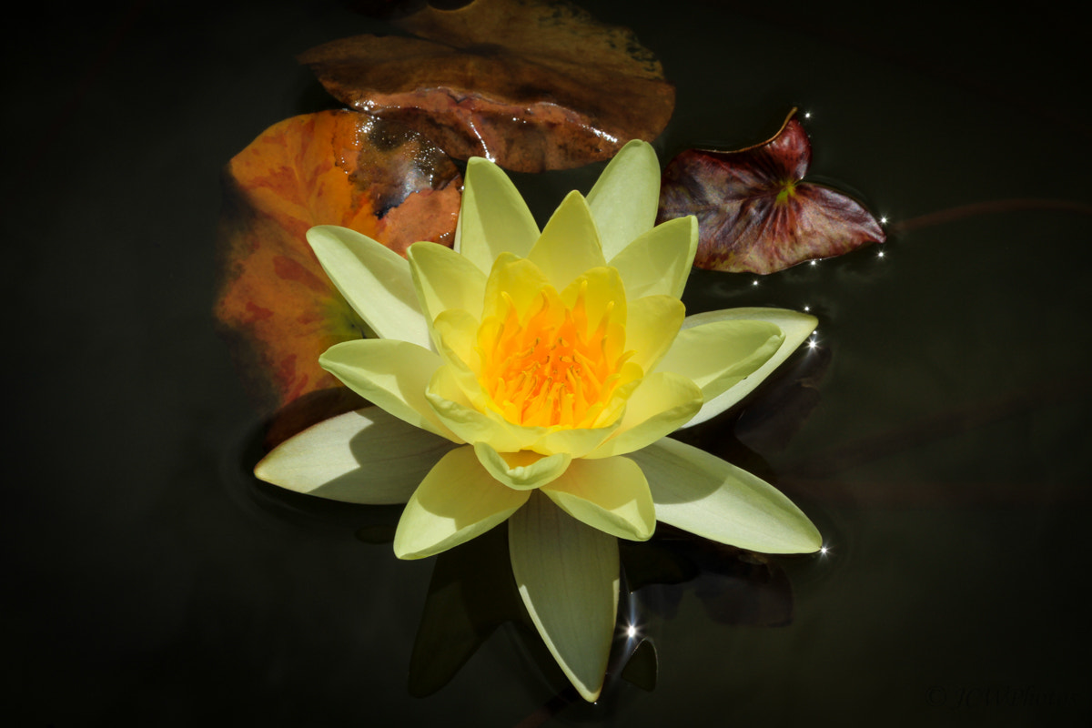 Canon EF 70-300mm F4-5.6 IS USM sample photo. The delicacy photography