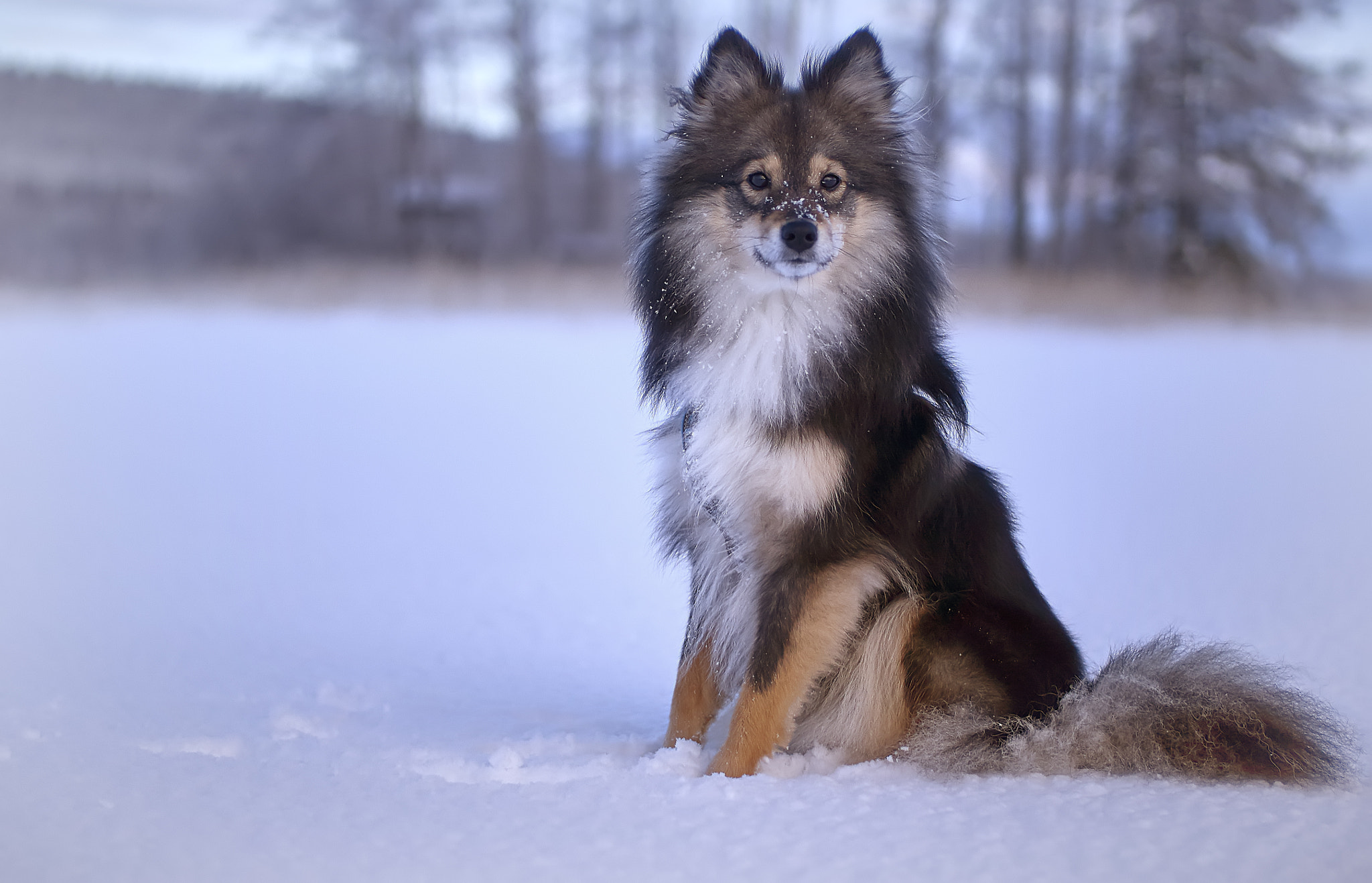 Samsung NX 45mm F1.8 sample photo. Liinu on the ice photography