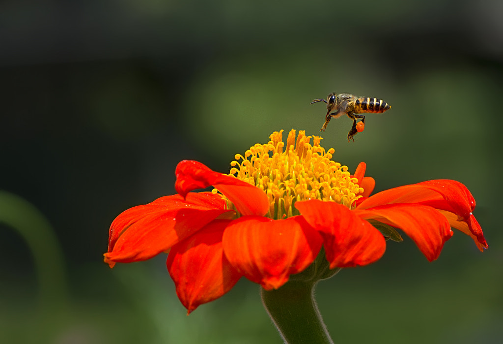 Nikon AF-S Micro-Nikkor 105mm F2.8G IF-ED VR sample photo. Mexican sunflower. photography