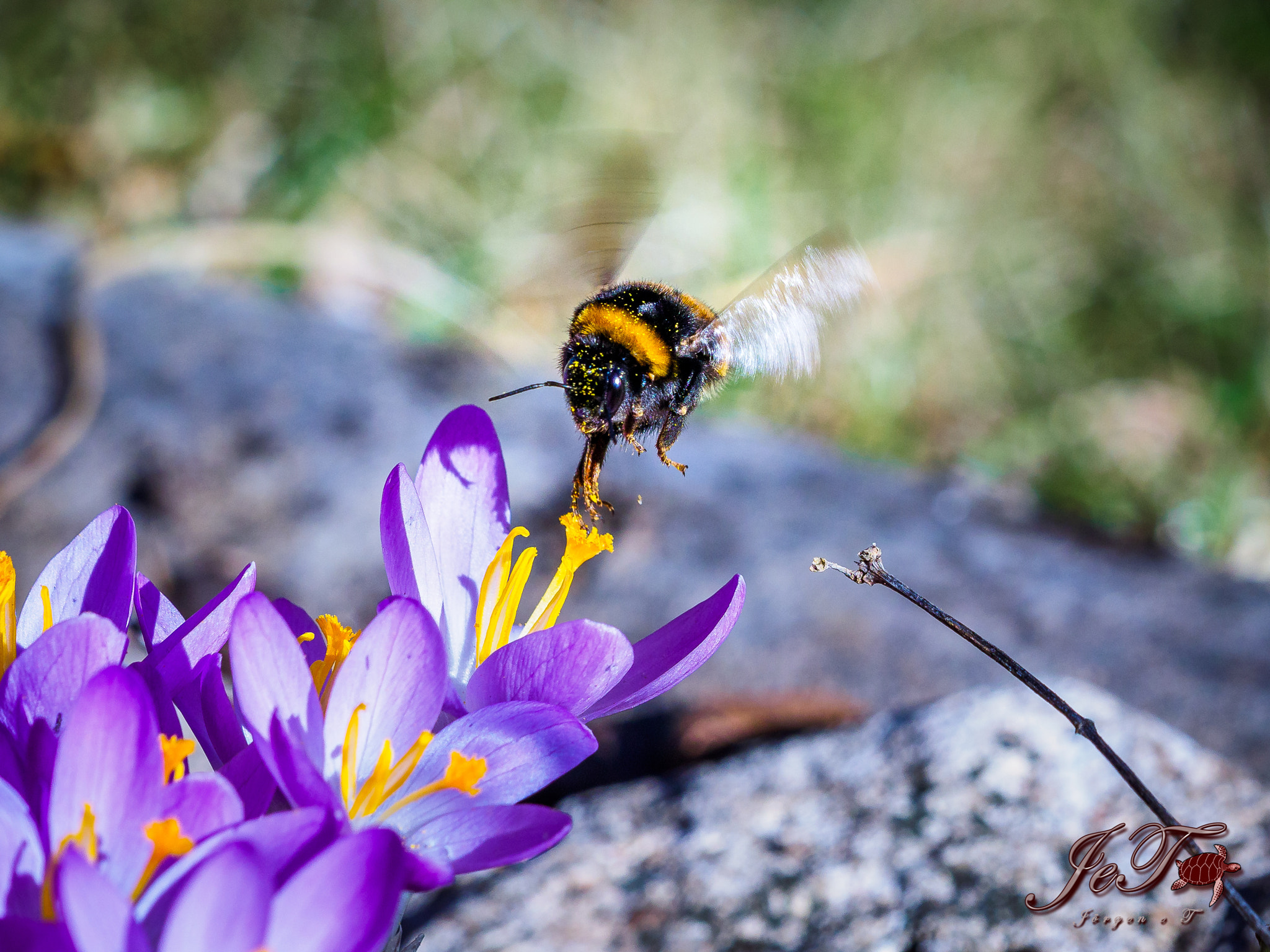 Olympus OM-D E-M1 Mark II + Olympus M.Zuiko Digital ED 40-150mm F2.8 Pro sample photo. Krokus humla crocus & bumblebee photography