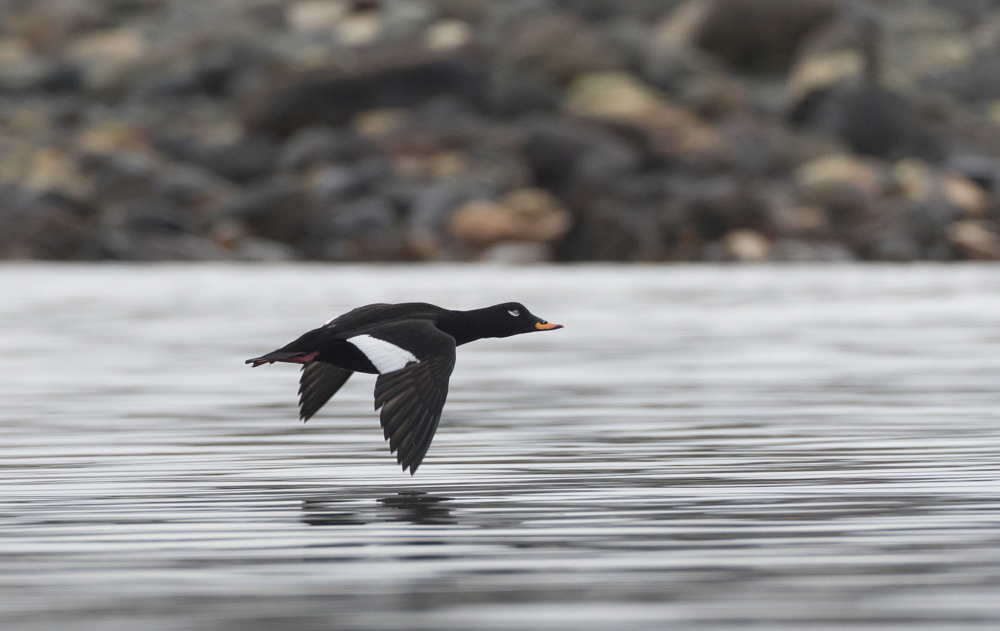 Canon EF 500mm F4L IS USM sample photo. Velvet scoter (melanitta fusca) flying low photography