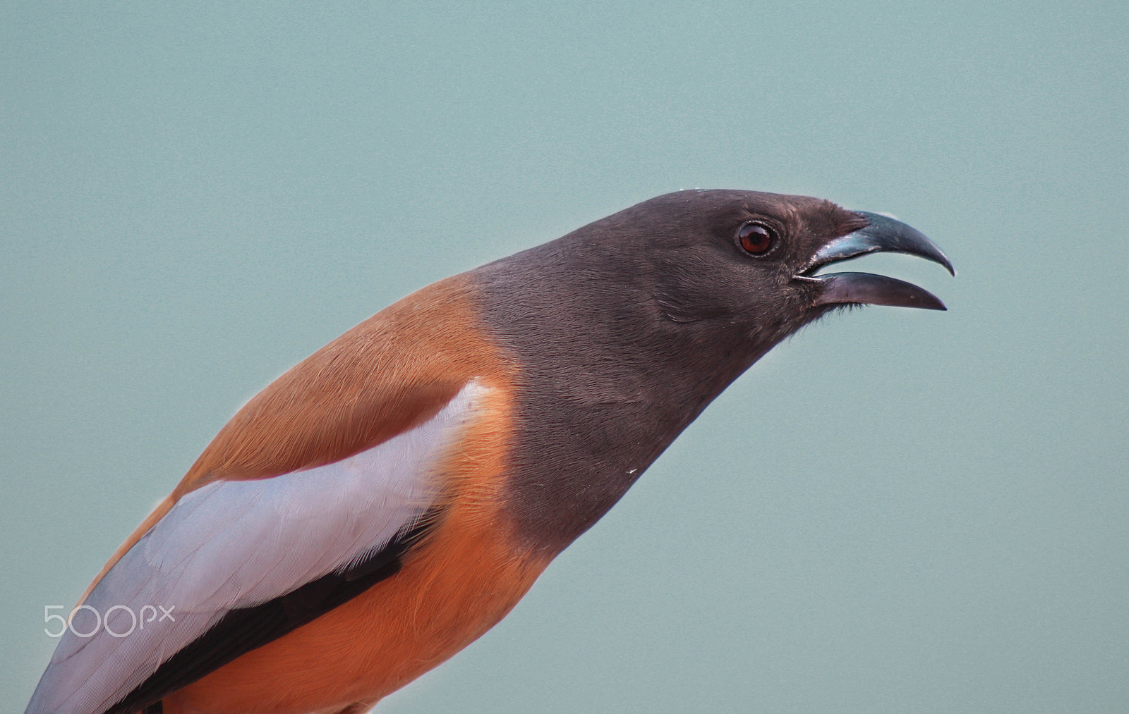 Canon EOS M5 sample photo. Bird view photography