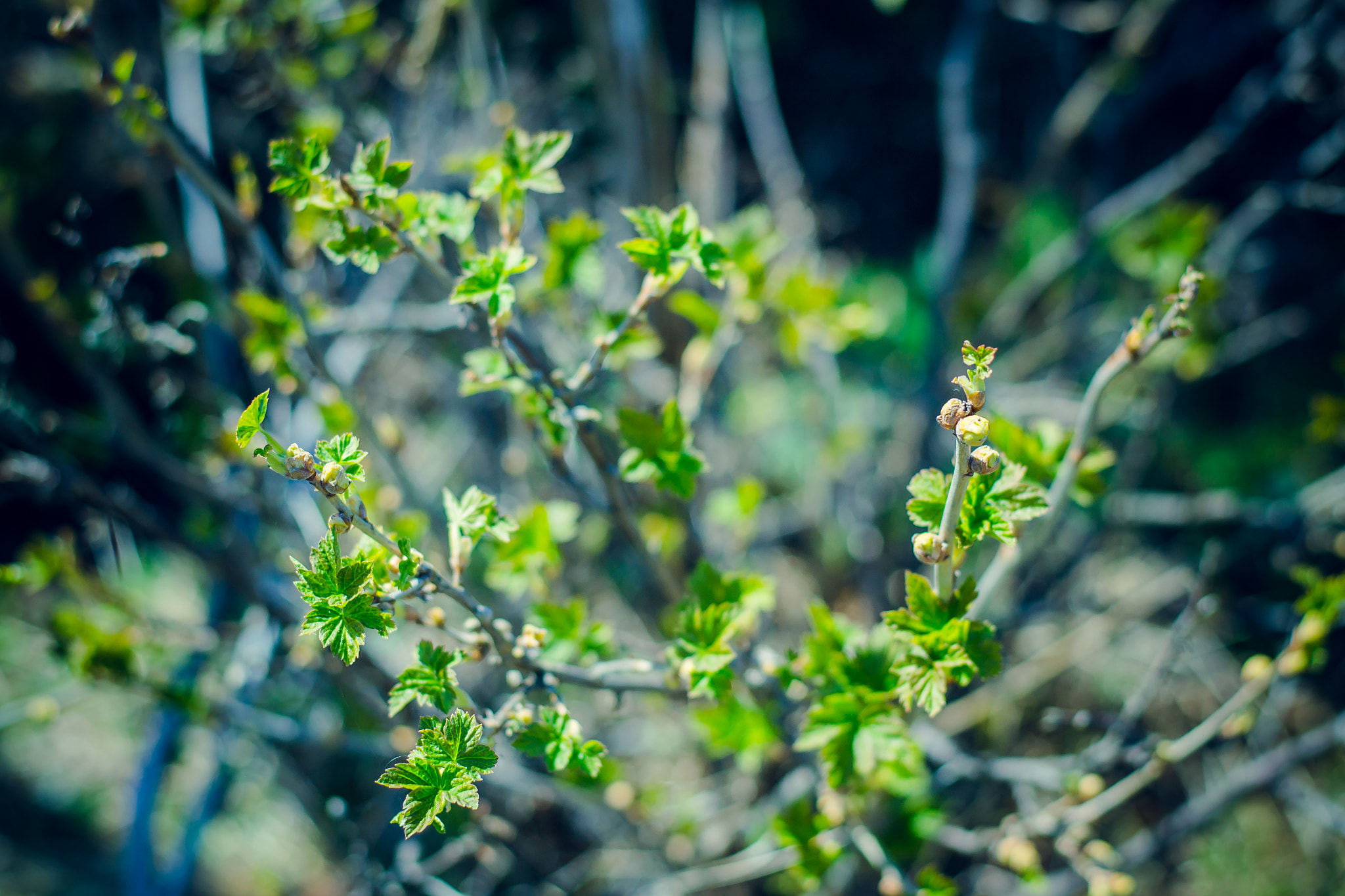 Nikon D3100 + Nikon AF-S Nikkor 50mm F1.8G sample photo. New green life photography