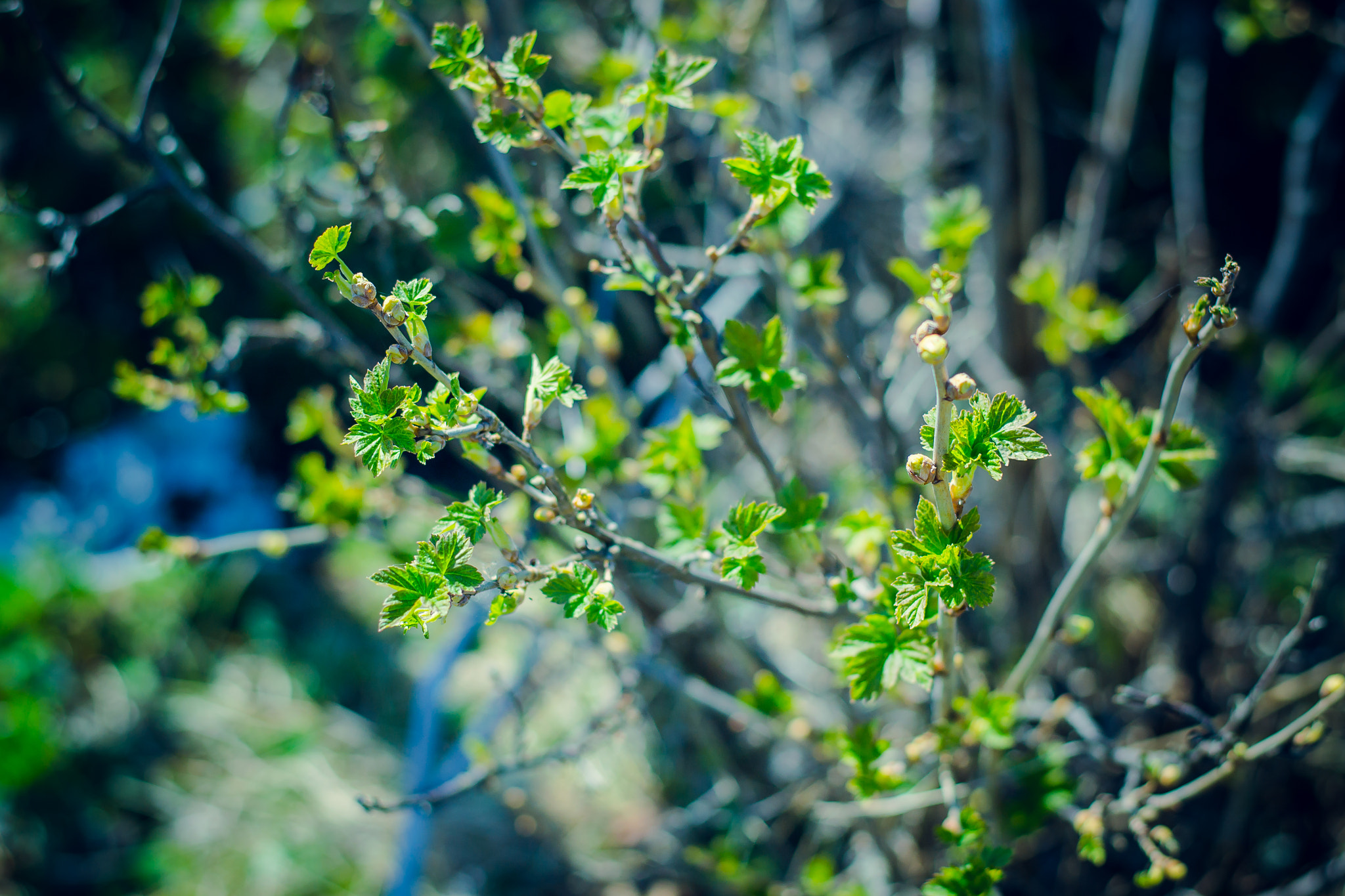 Nikon D3100 + Nikon AF-S Nikkor 50mm F1.8G sample photo. New green life photography