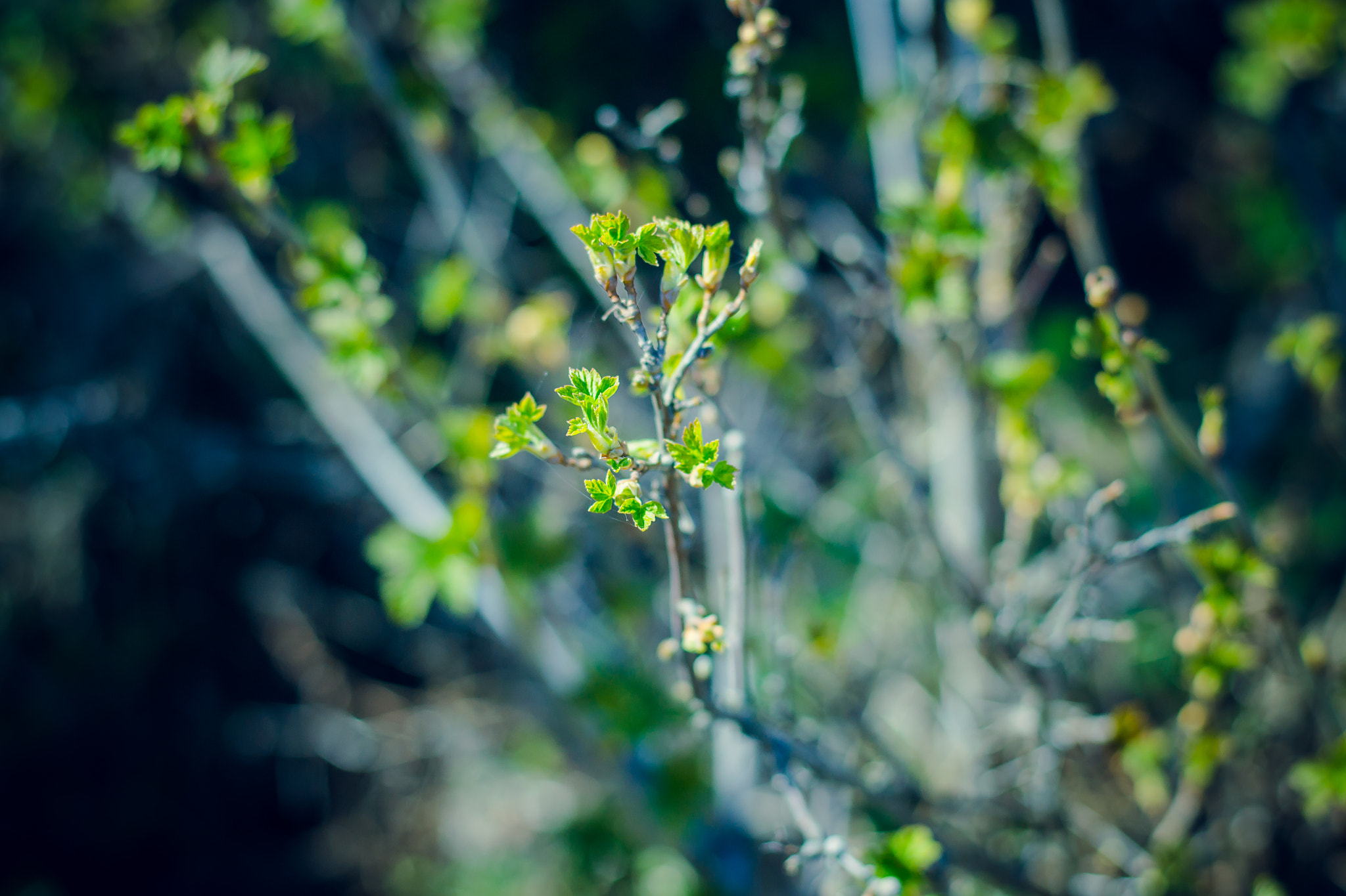 Nikon D3100 + Nikon AF-S Nikkor 50mm F1.8G sample photo. New green life photography