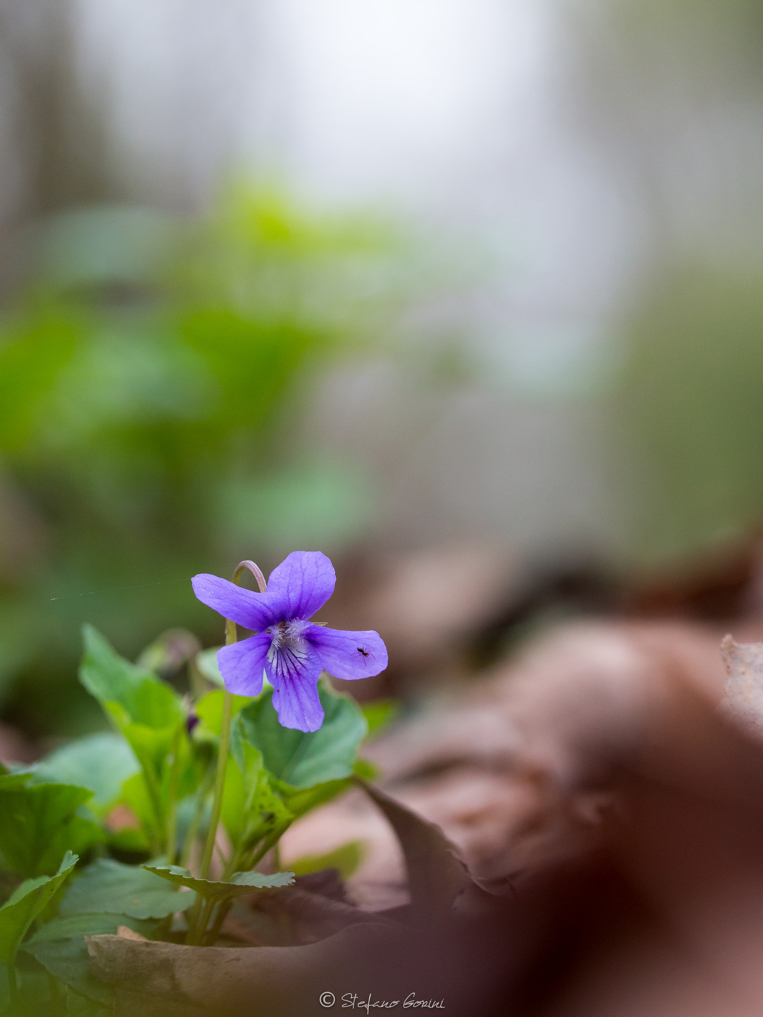 Sigma 105mm F2.8 EX DG OS HSM sample photo. Violetta photography
