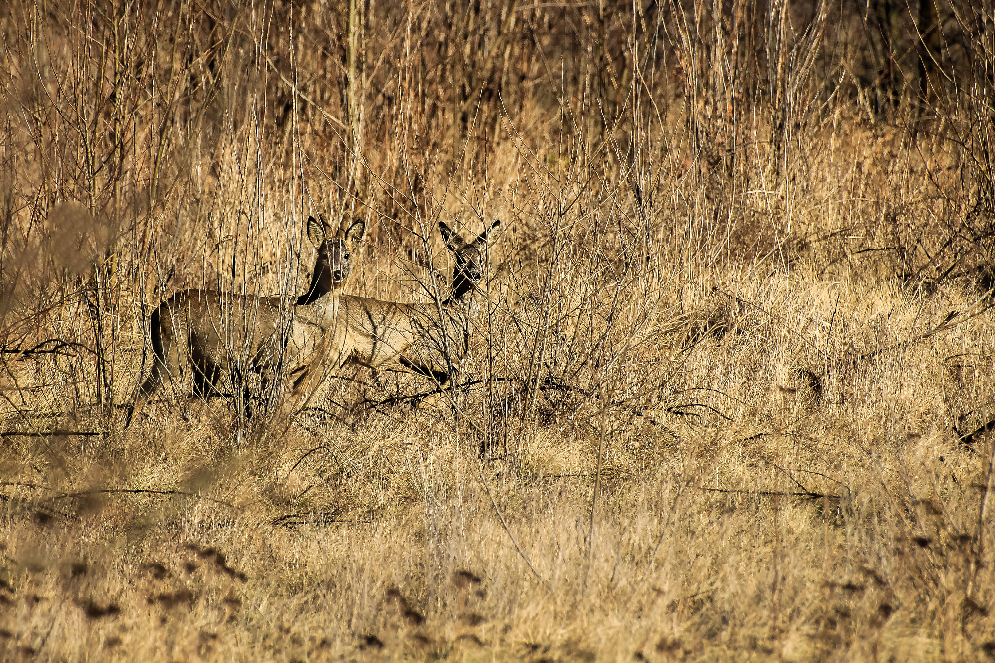 Canon EOS 600D (Rebel EOS T3i / EOS Kiss X5) + Sigma 50-200mm F4-5.6 DC OS HSM sample photo. Deer... photography