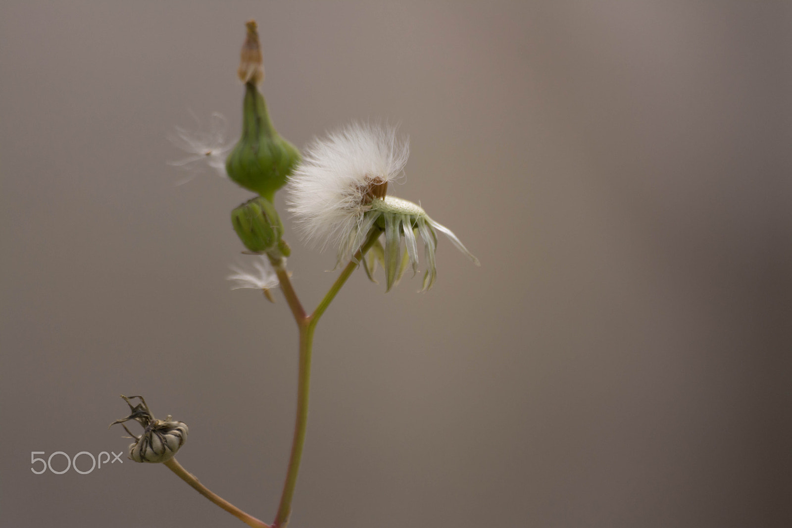 Sigma 70-300mm F4-5.6 APO DG Macro sample photo. Dandelion photography