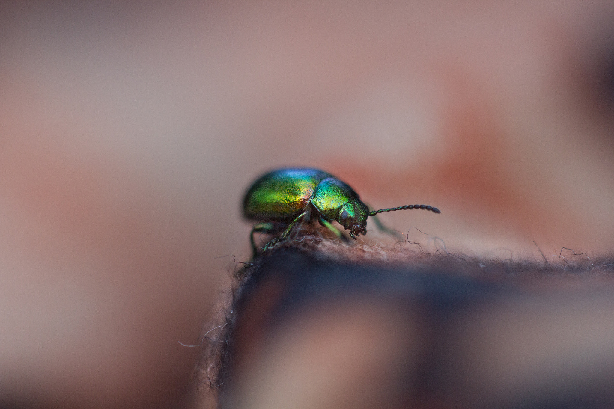 Canon EF 100mm F2.8 Macro USM sample photo. Insect photography