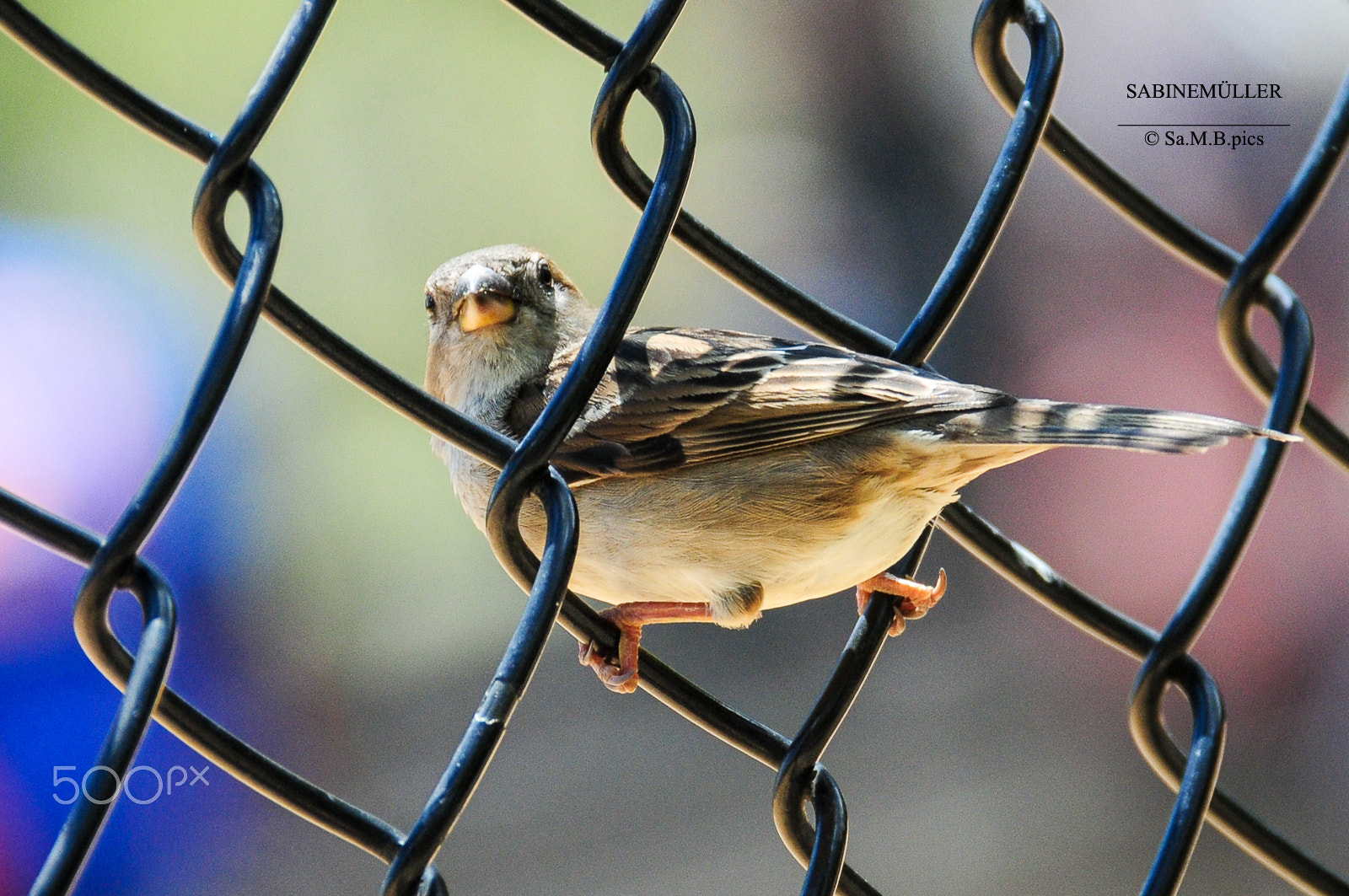 Nikon D300 sample photo. Wildlife central park, nyc 2016 photography