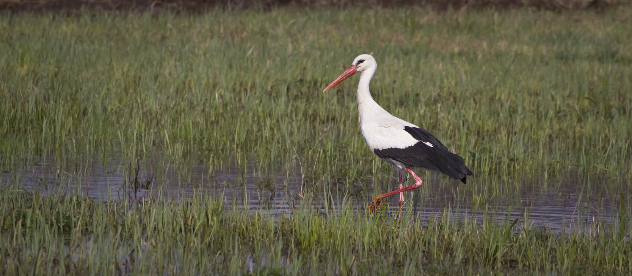 Canon EOS 7D + Canon EF 70-200mm F4L USM sample photo. Ciconia ciconia photography
