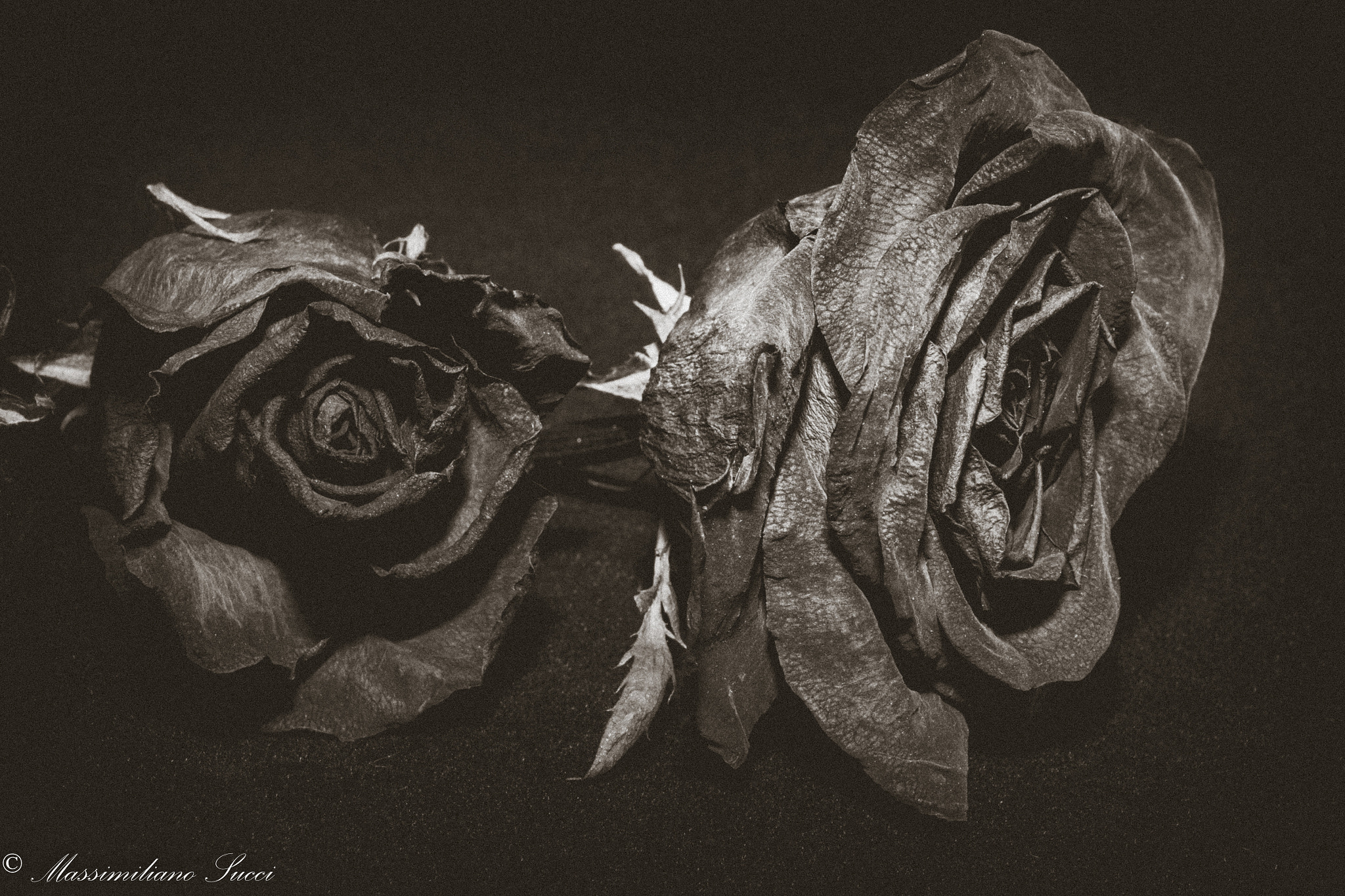 Canon EOS 70D + Canon EF 40mm F2.8 STM sample photo. Portrait of rose photography