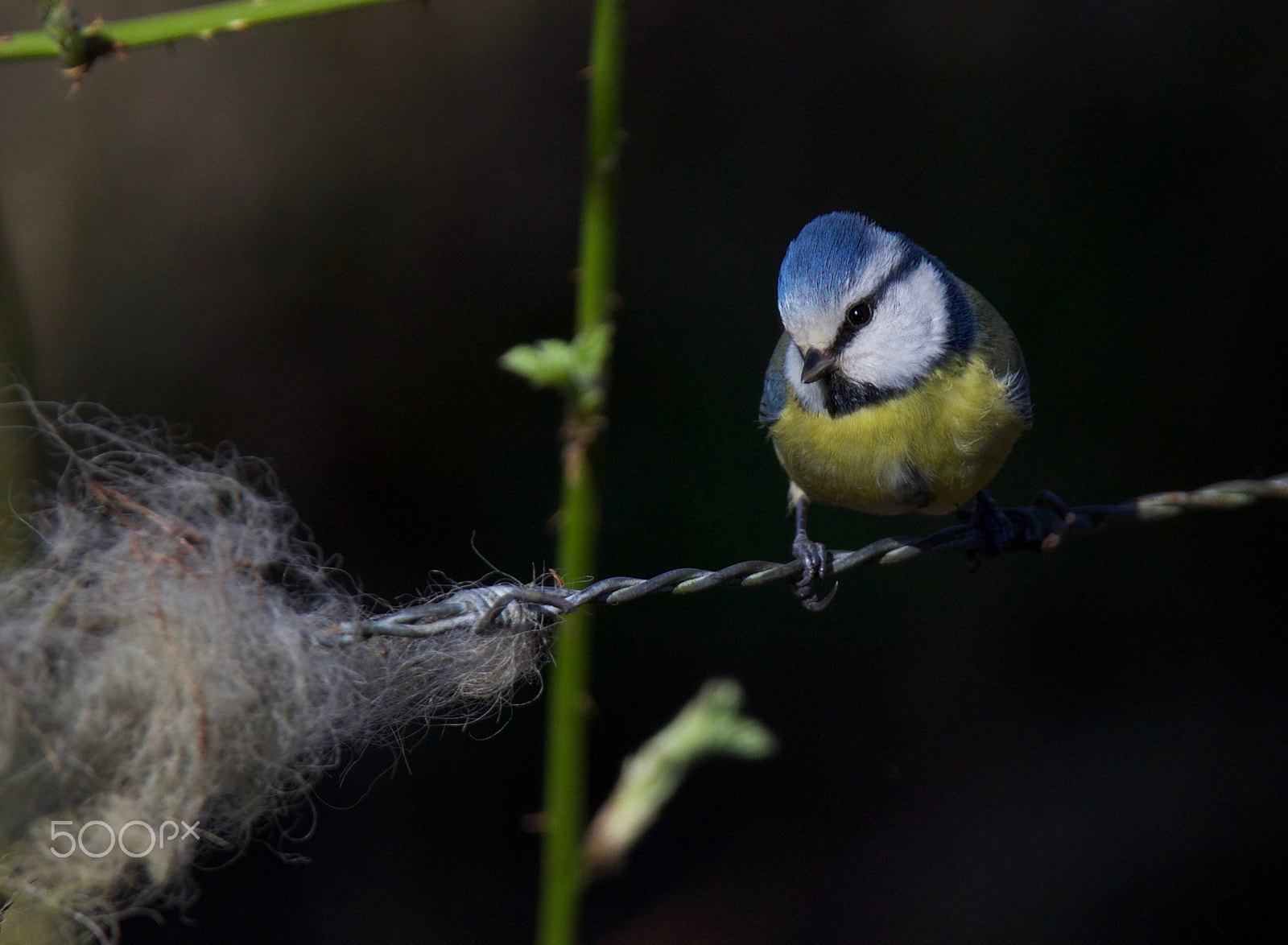 Canon EF 300mm F2.8L IS USM sample photo. Tomtit looking for nesting material photography