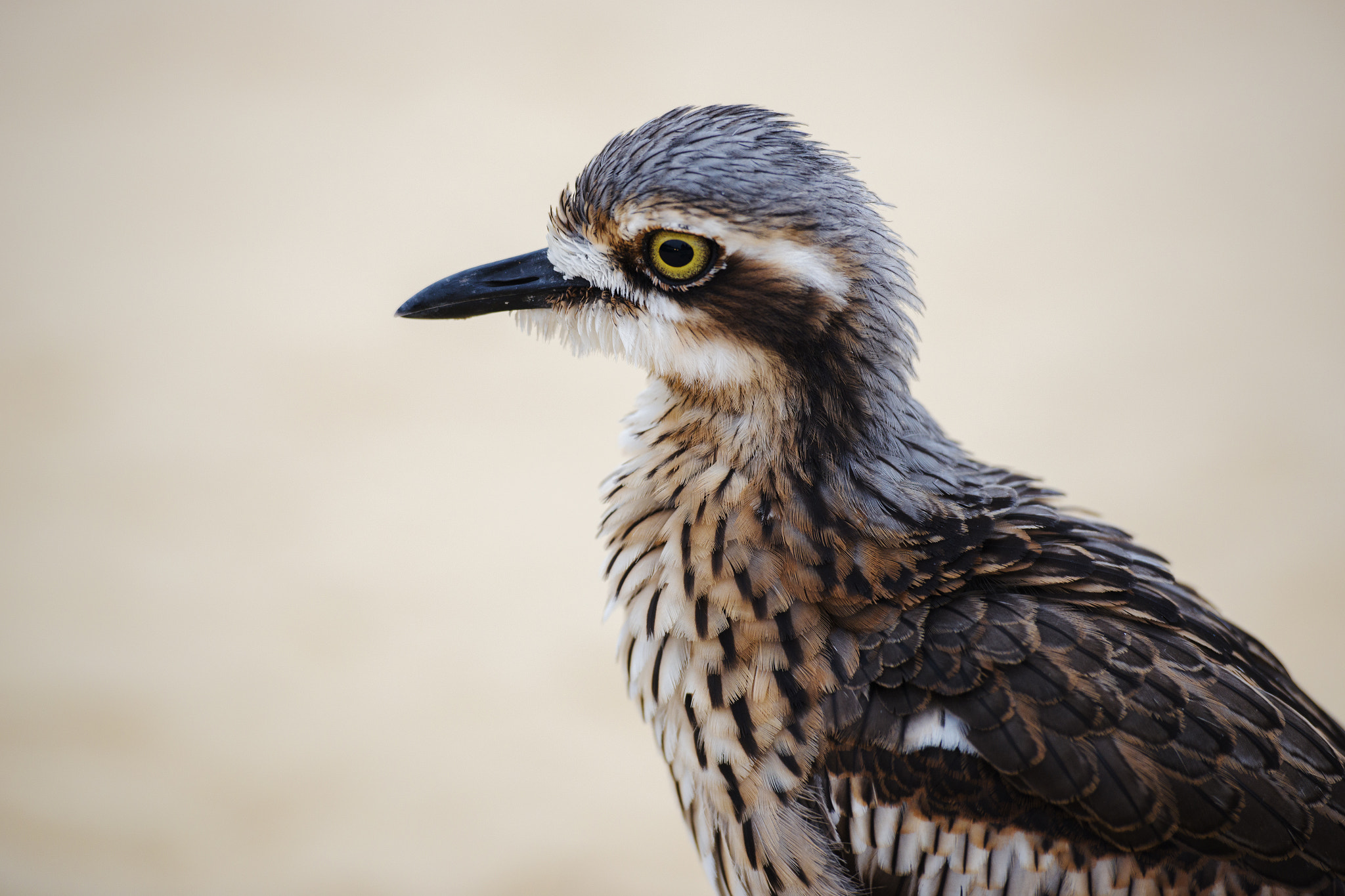 Nikon AF-S Nikkor 70-200mm F2.8G ED VR II sample photo. Bush stone-curlew resting on the beach. photography