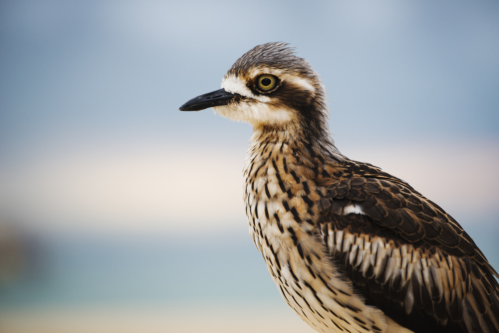 Nikon AF-S Nikkor 70-200mm F2.8G ED VR II sample photo. Bush stone-curlew resting on the beach. photography