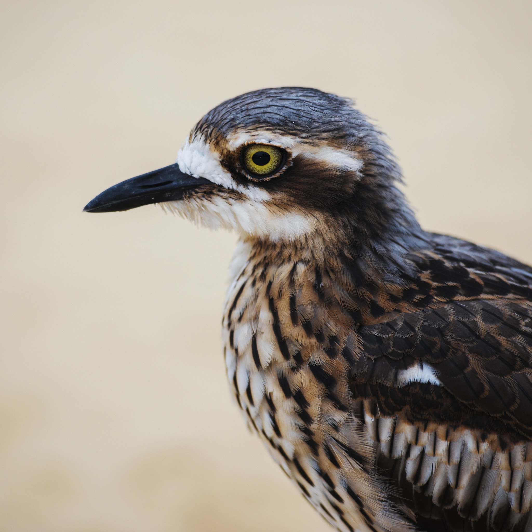 Nikon AF-S Nikkor 70-200mm F2.8G ED VR II sample photo. Bush stone-curlew resting on the beach. photography