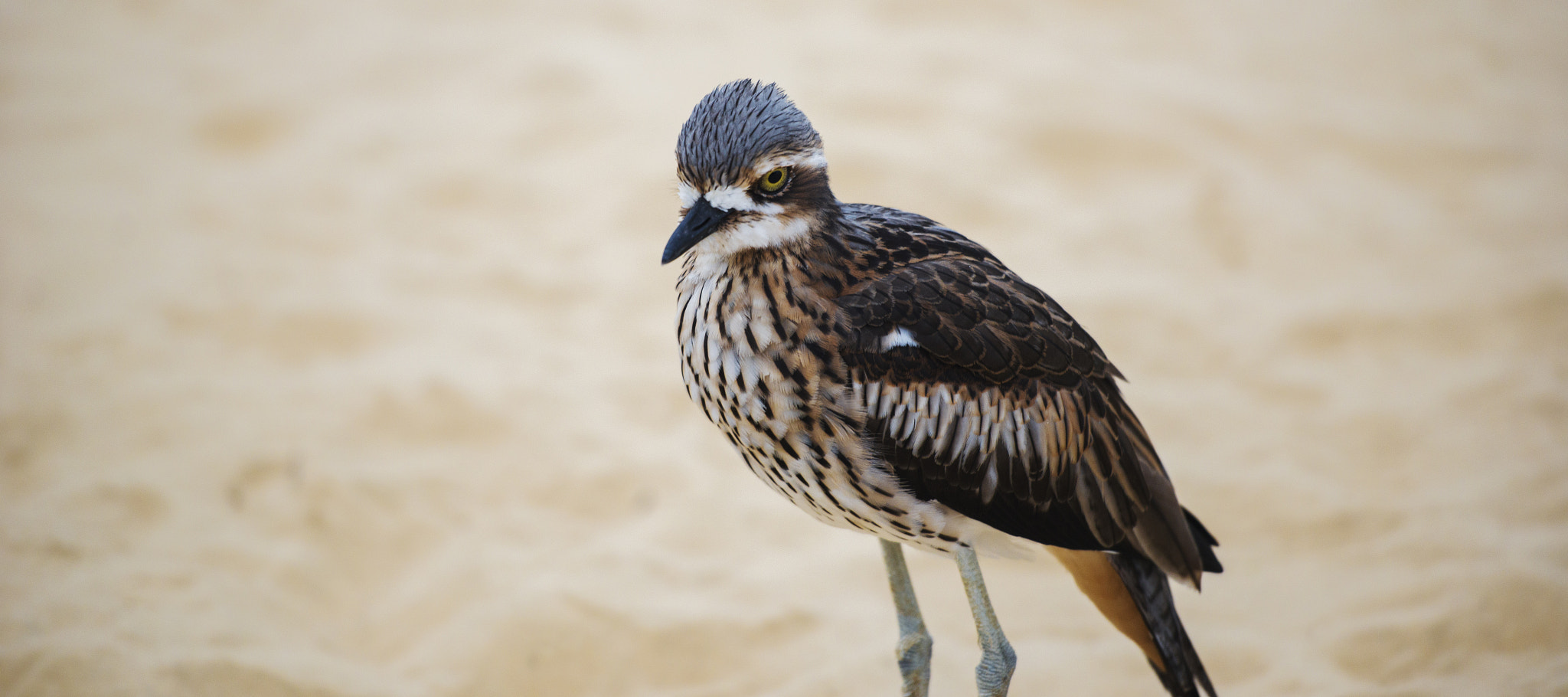 Nikon AF-S Nikkor 70-200mm F2.8G ED VR II sample photo. Bush stone-curlew resting on the beach. photography