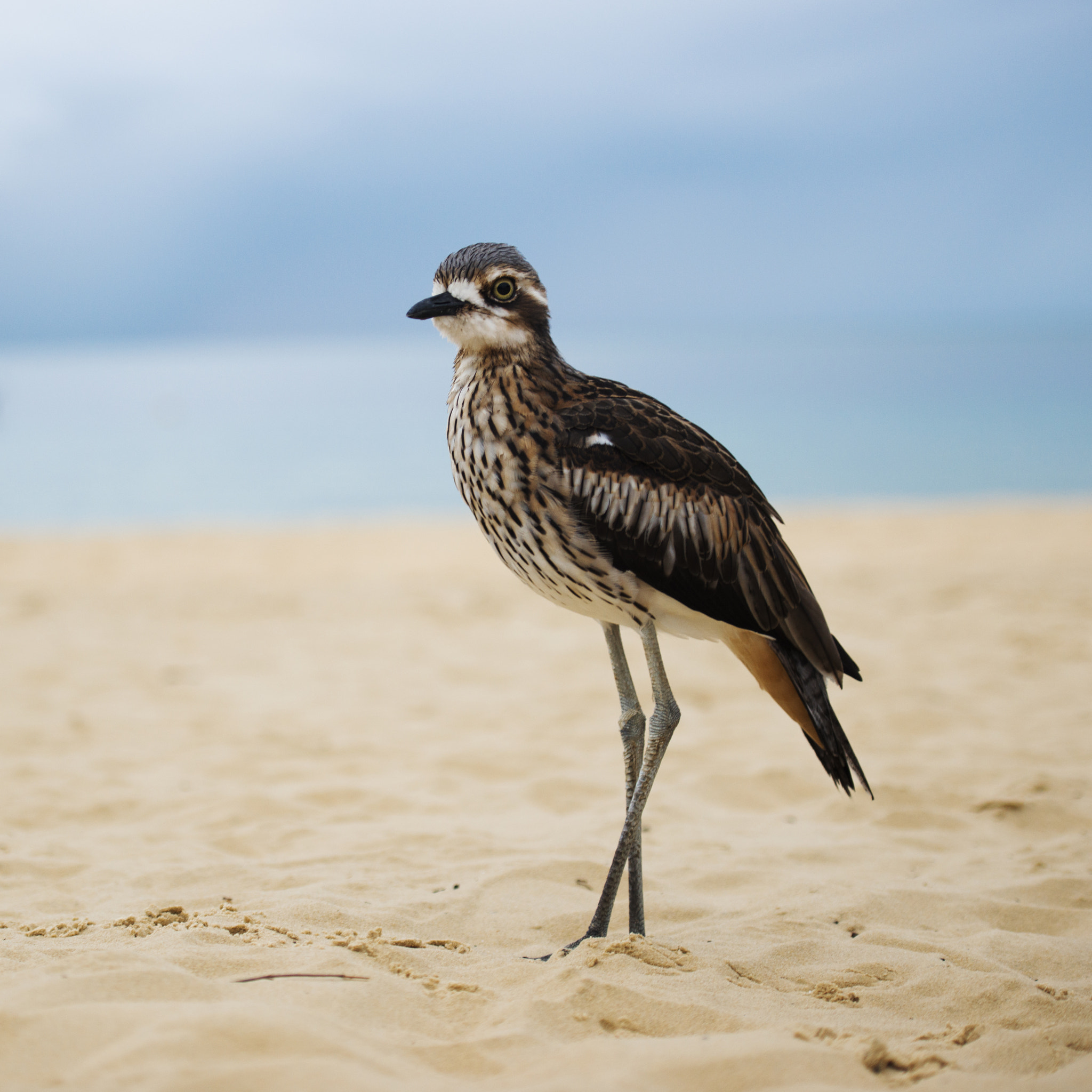 Nikon D800 sample photo. Bush stone-curlew resting on the beach. photography
