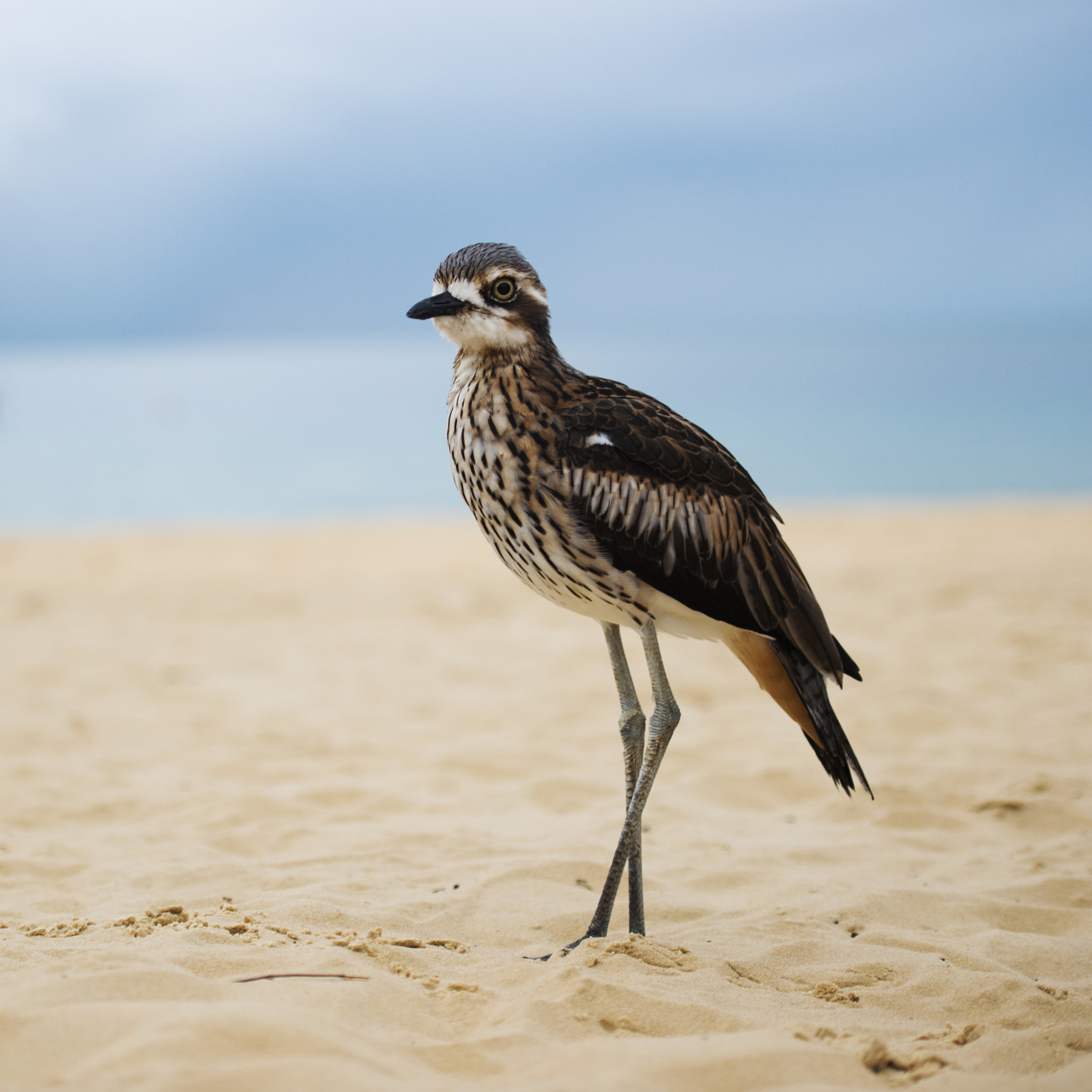 Nikon AF-S Nikkor 70-200mm F2.8G ED VR II sample photo. Bush stone-curlew resting on the beach. photography