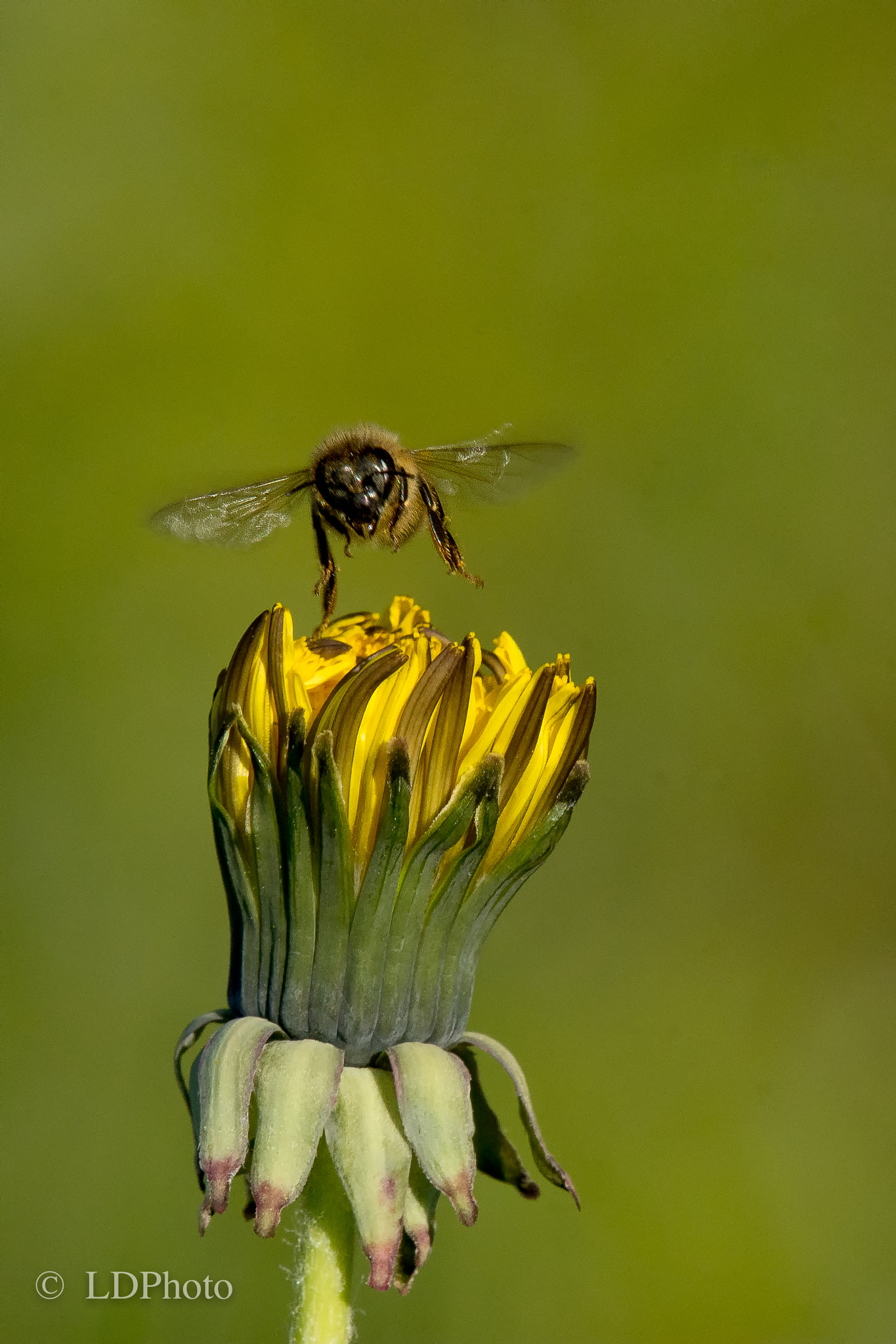 Nikon D7200 + Sigma APO Tele Macro 400mm F5.6 sample photo. Carpe diem photography