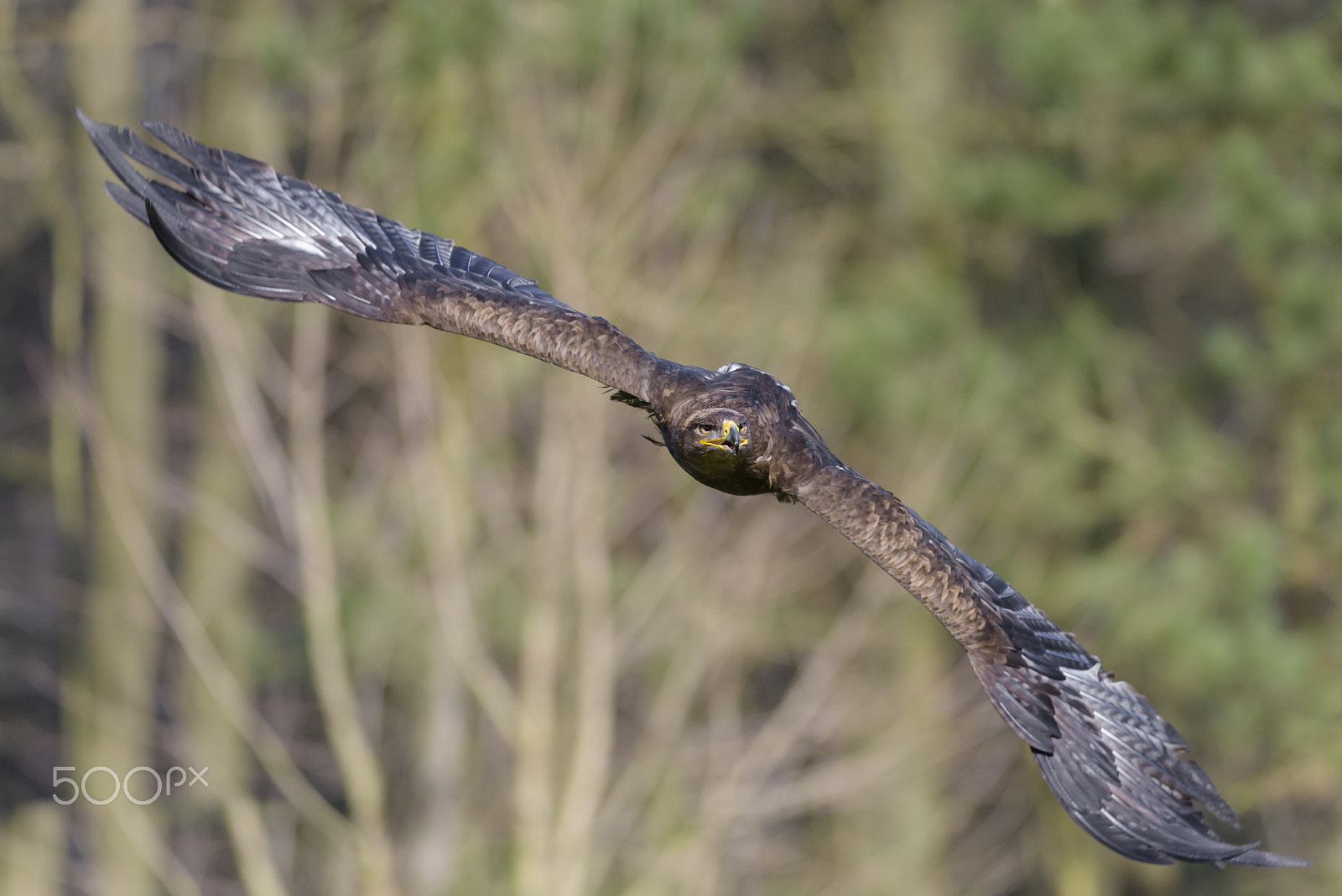 Nikon D810 sample photo. Steppenadler, aquila nipalensis, steppe eagle photography