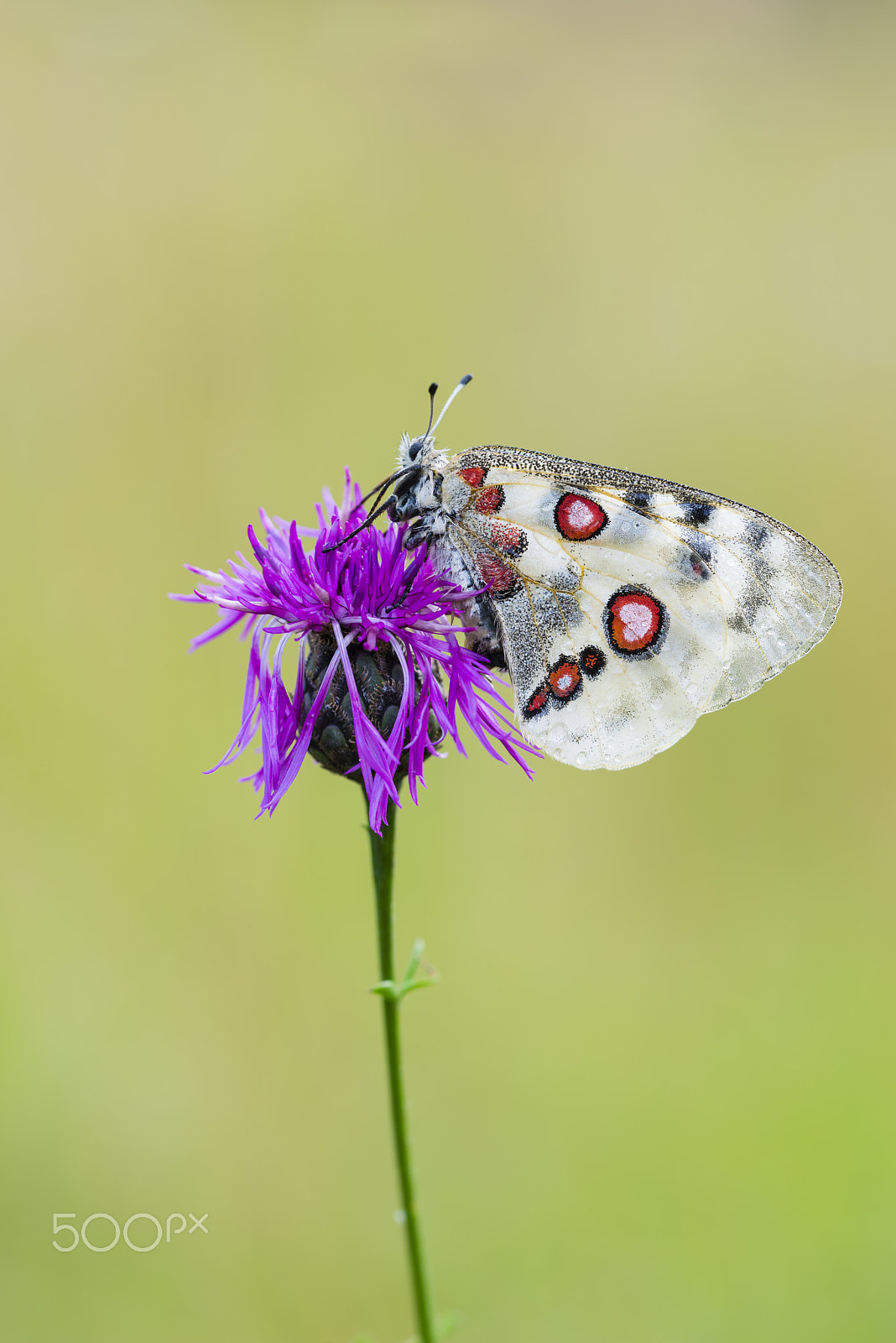 Nikon D810 + Sigma 150mm F2.8 EX DG OS Macro HSM sample photo. Roter apollofalter weibchen, parnassius apollo lithographicus, f photography