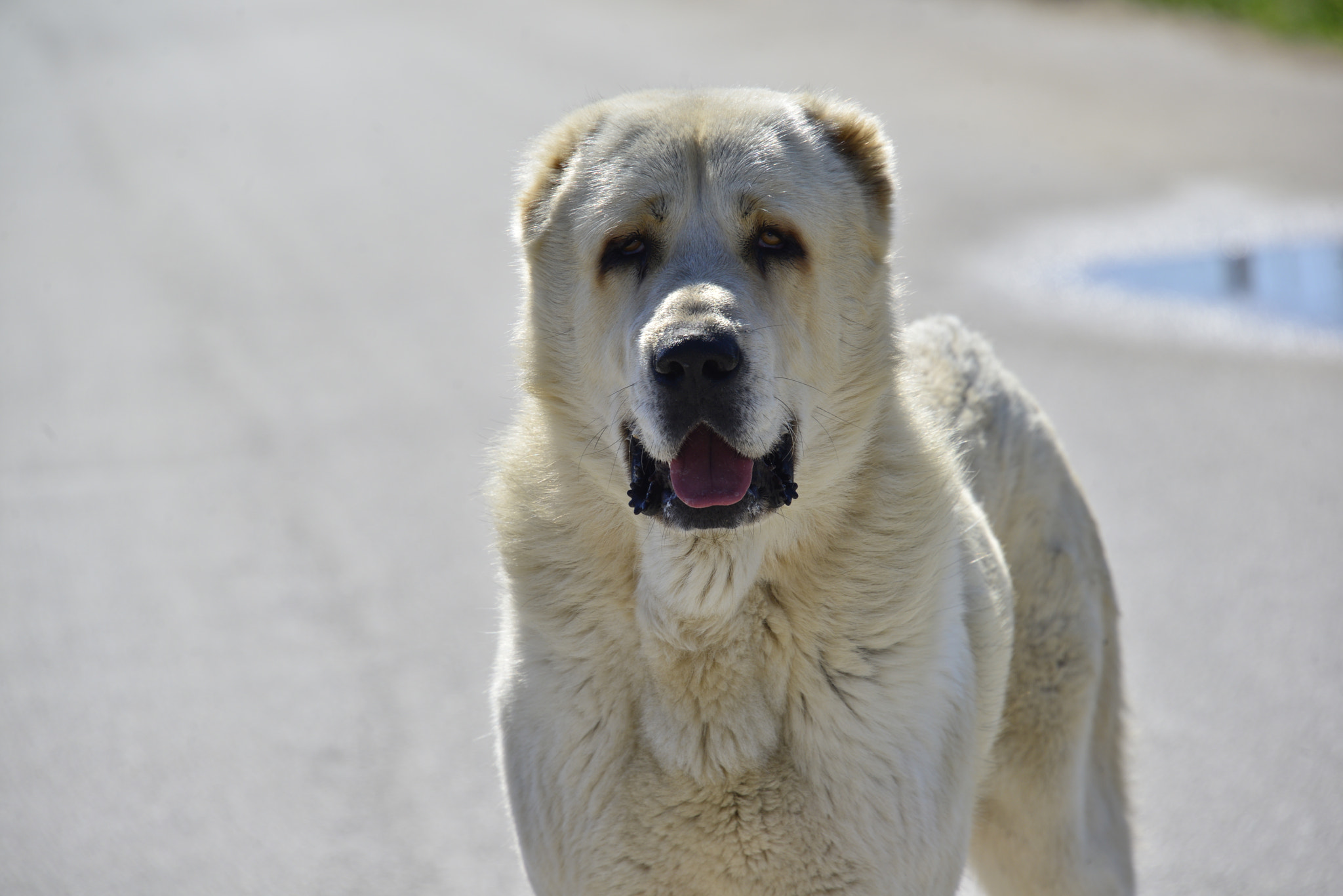 Nikon D800E sample photo. Guard photography