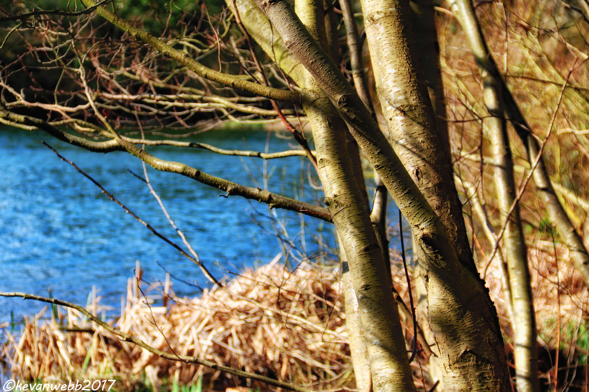 Canon EOS 760D (EOS Rebel T6s / EOS 8000D) sample photo. Tree`s by the lake photography