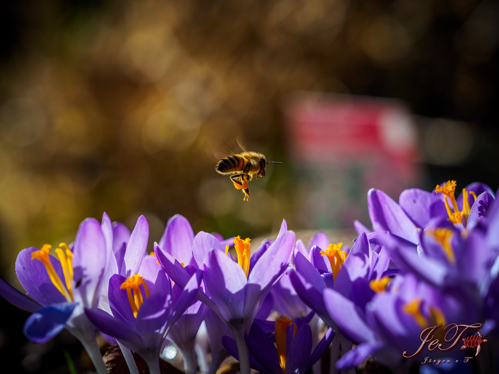 Olympus OM-D E-M1 Mark II sample photo. Krokus bi / crocus bee photography