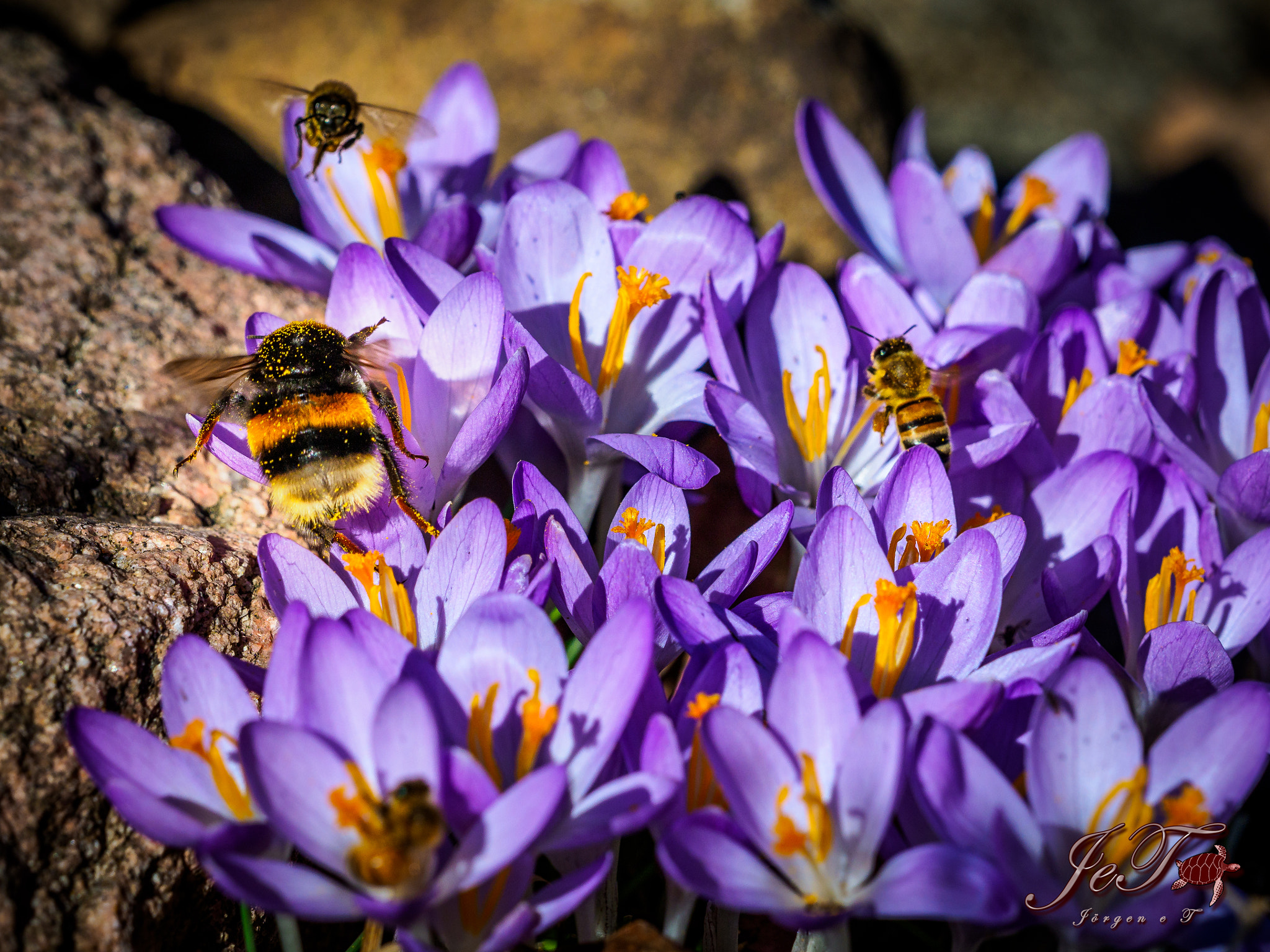 Olympus OM-D E-M1 Mark II + Olympus M.Zuiko Digital ED 40-150mm F2.8 Pro sample photo. Krokus humla bi / crocus bee bumblebee photography