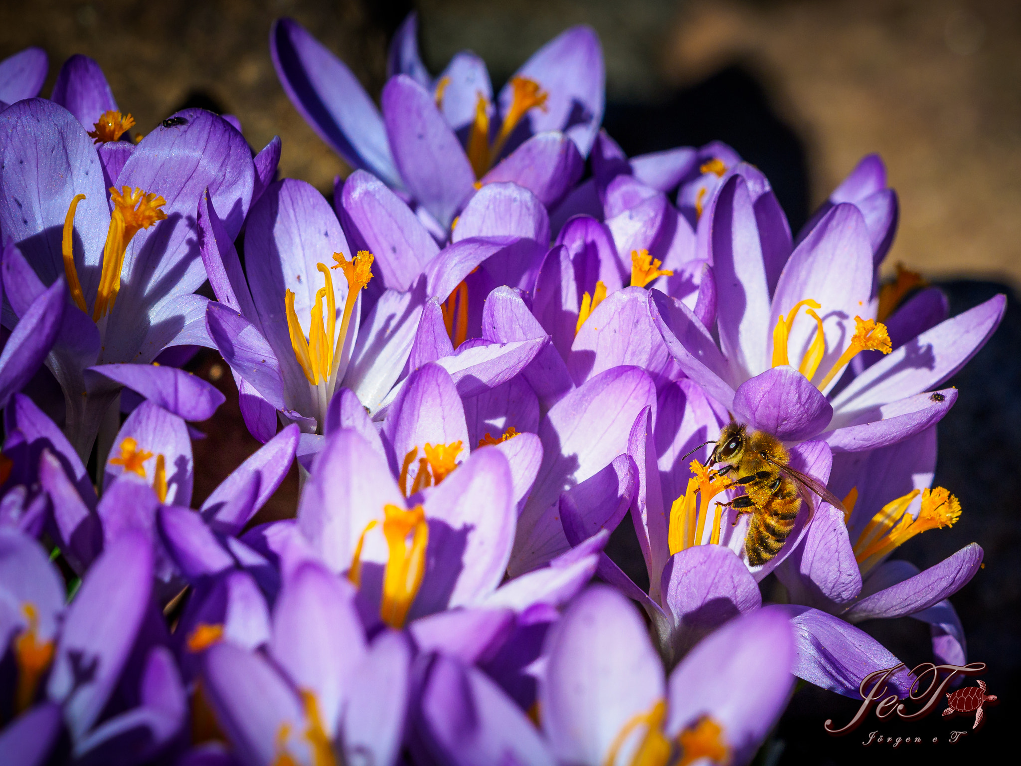 Olympus OM-D E-M1 Mark II sample photo. Krokus bi / crocus bee photography