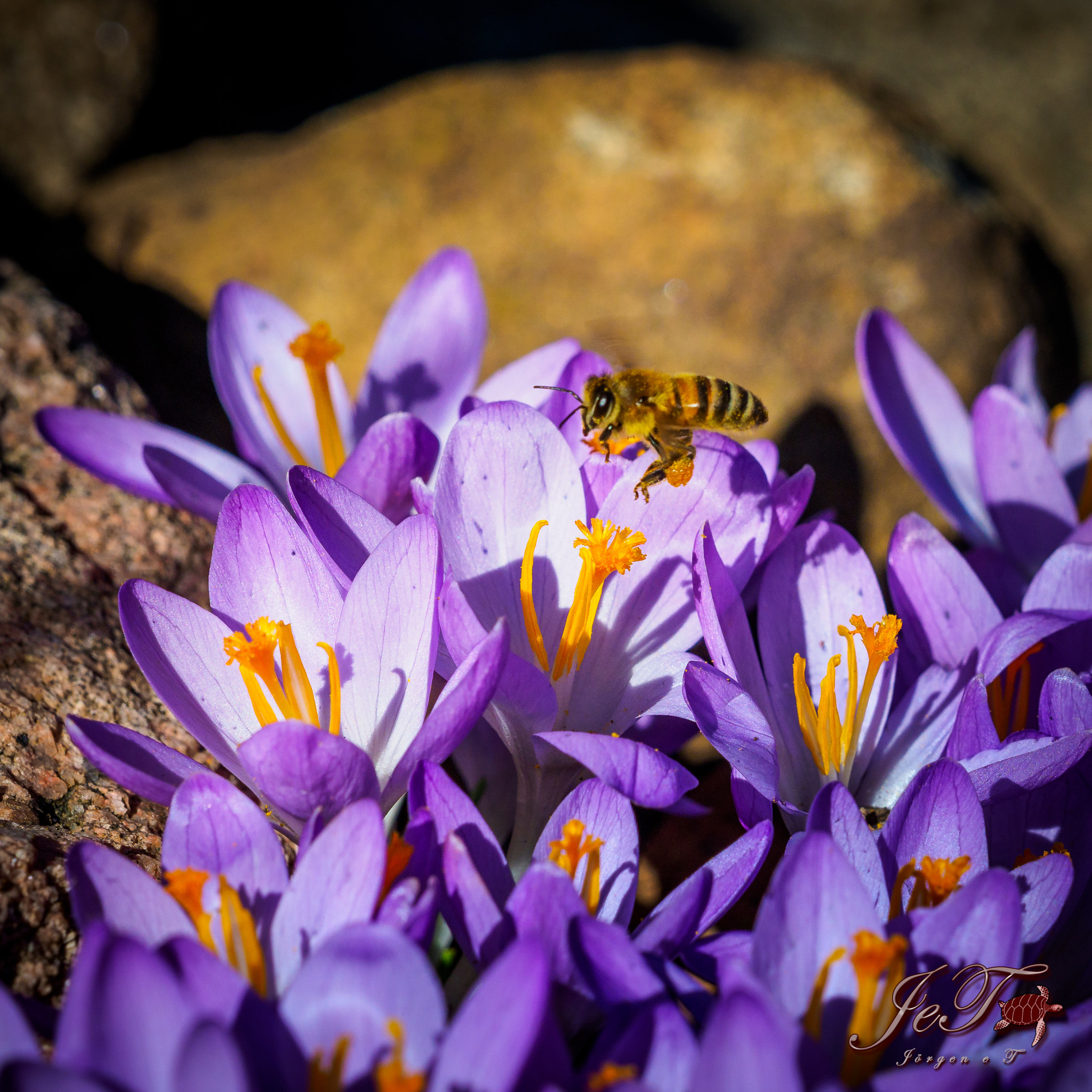 Olympus OM-D E-M1 Mark II + Olympus M.Zuiko Digital ED 40-150mm F2.8 Pro sample photo. Krokus crocus photography