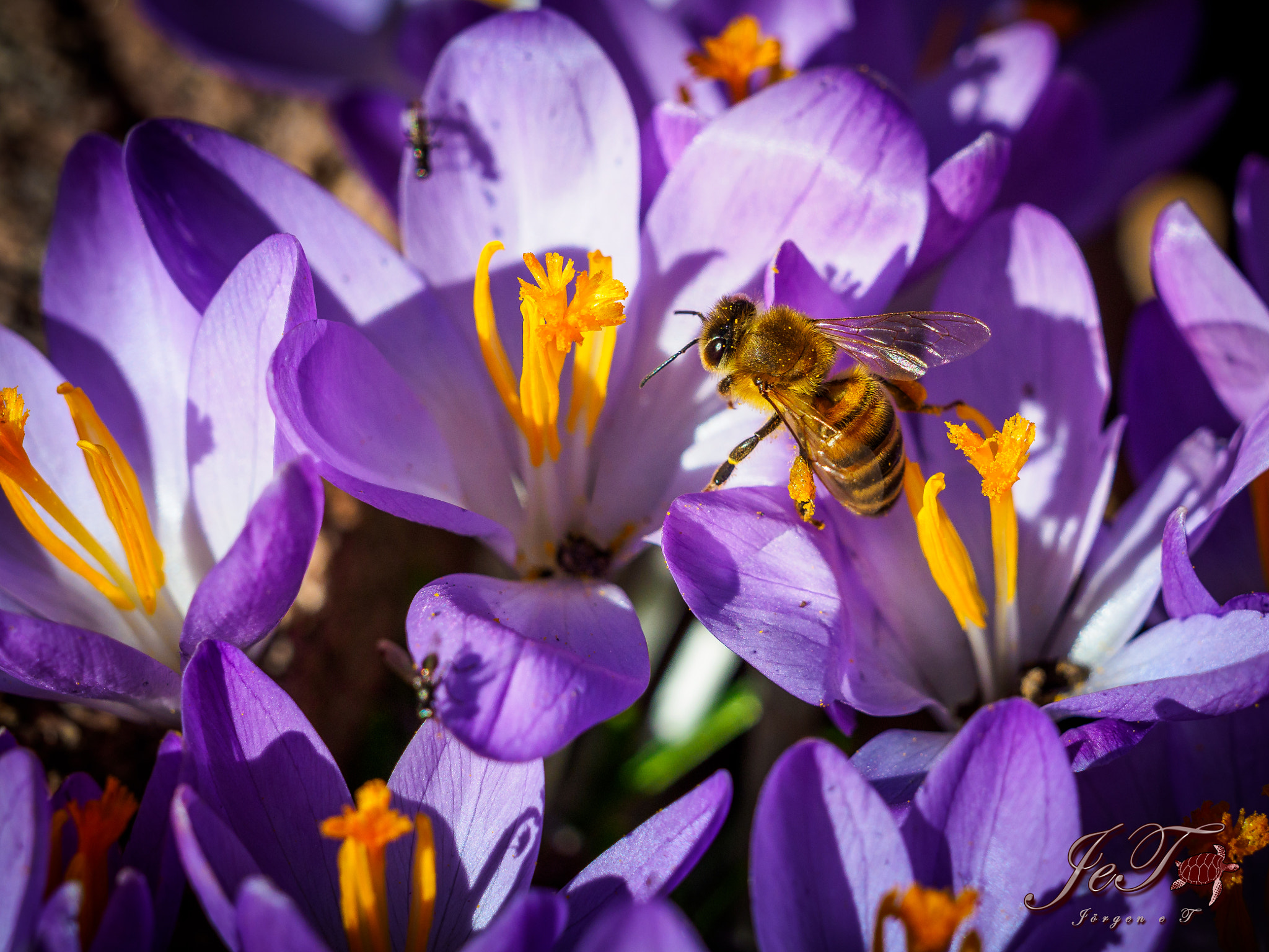 Olympus OM-D E-M1 Mark II sample photo. Krokus bi / crocus bee photography