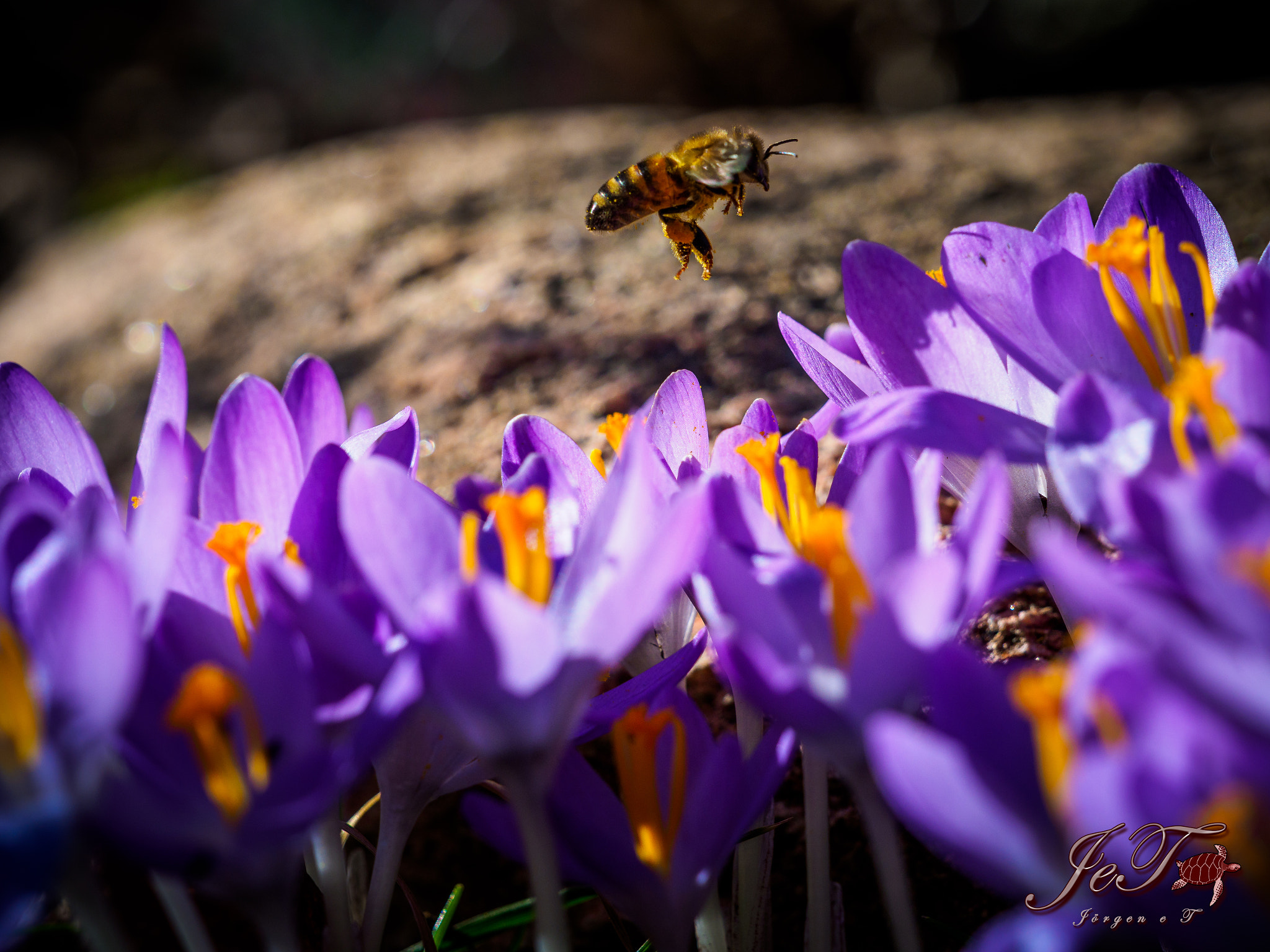 Olympus OM-D E-M1 Mark II sample photo. Krokus bi / crocus bee photography