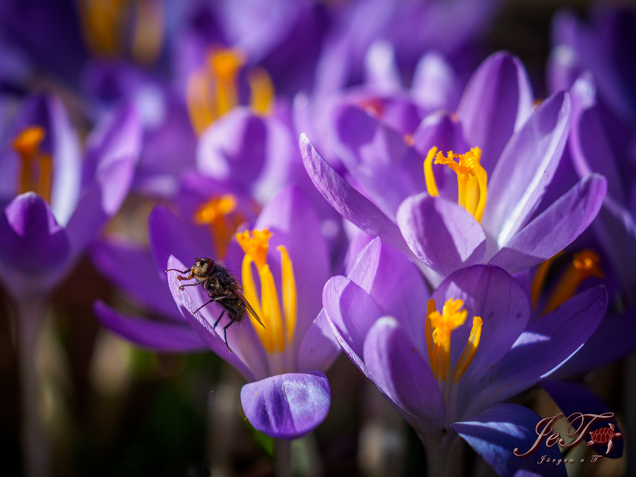 Olympus OM-D E-M1 Mark II + Olympus M.Zuiko Digital ED 40-150mm F2.8 Pro sample photo. Krokus fluga / crocus fly photography