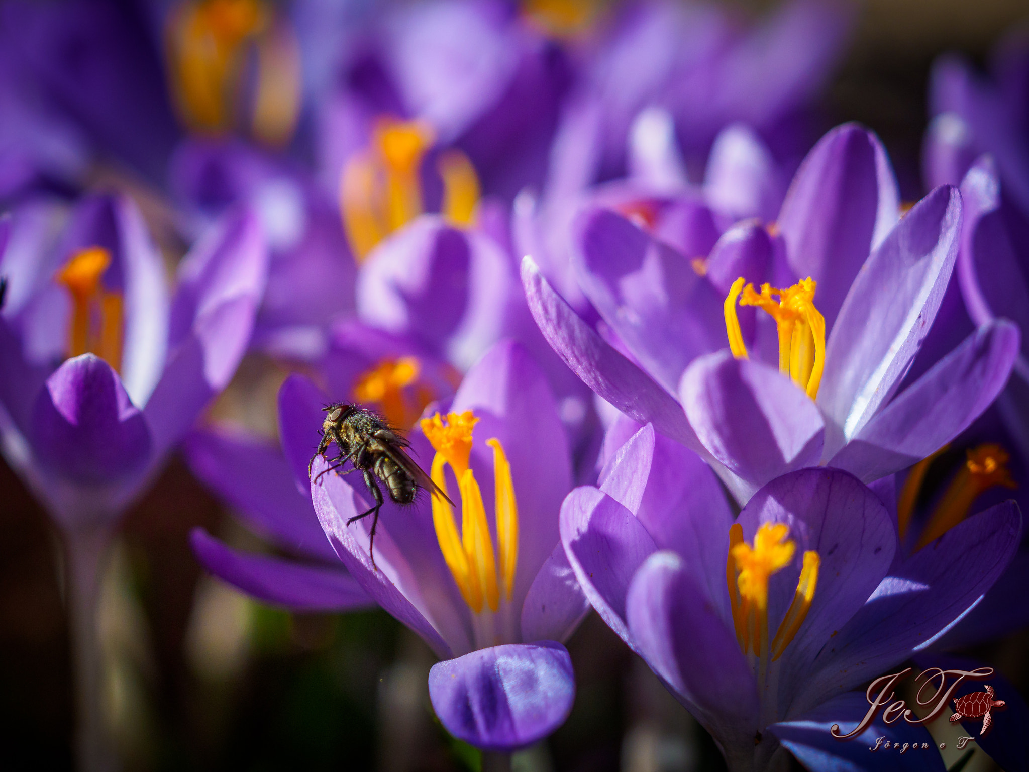 Olympus OM-D E-M1 Mark II + Olympus M.Zuiko Digital ED 40-150mm F2.8 Pro sample photo. Krokus fluga / crocus fly photography
