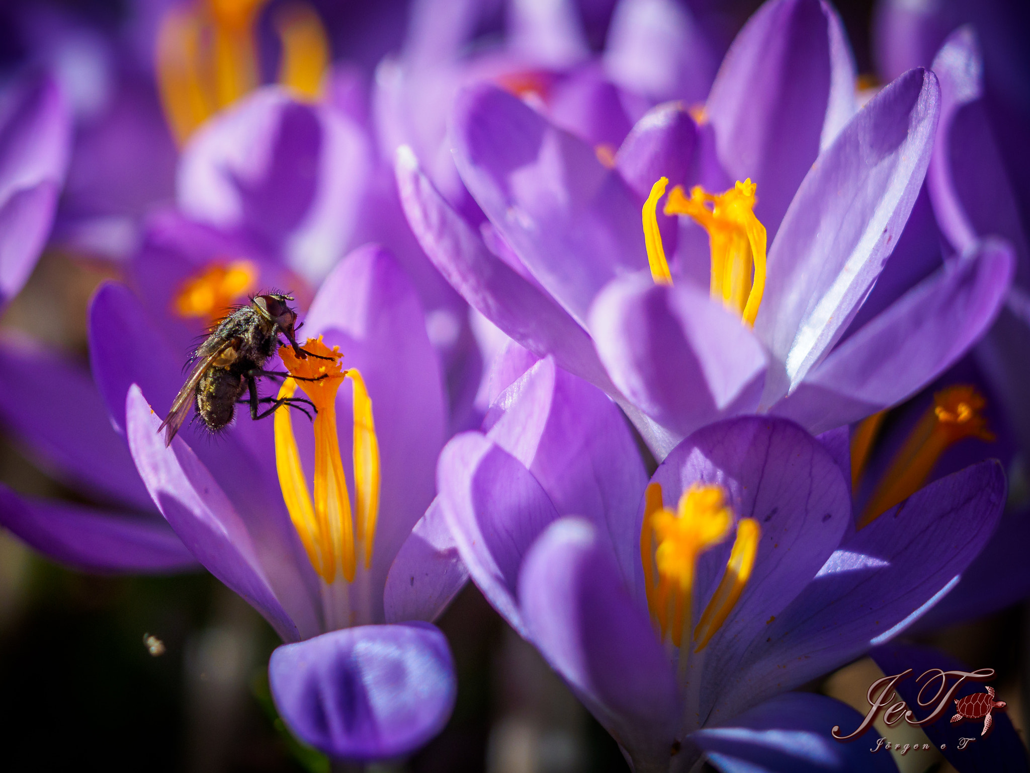 Olympus OM-D E-M1 Mark II + Olympus M.Zuiko Digital ED 40-150mm F2.8 Pro sample photo. Krokus fluga / crocus fly photography