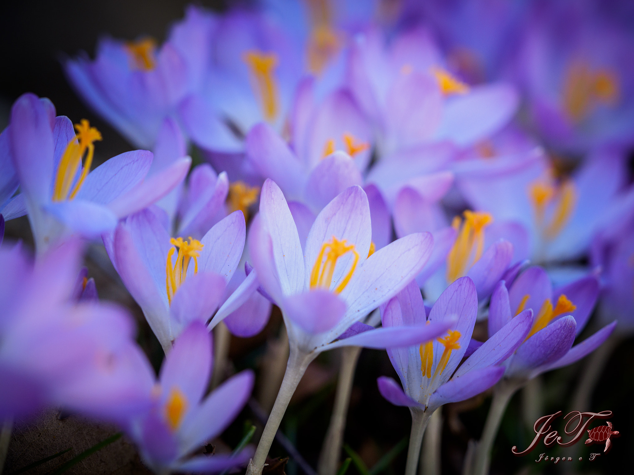 Olympus OM-D E-M1 Mark II sample photo. Krokus / crocus photography