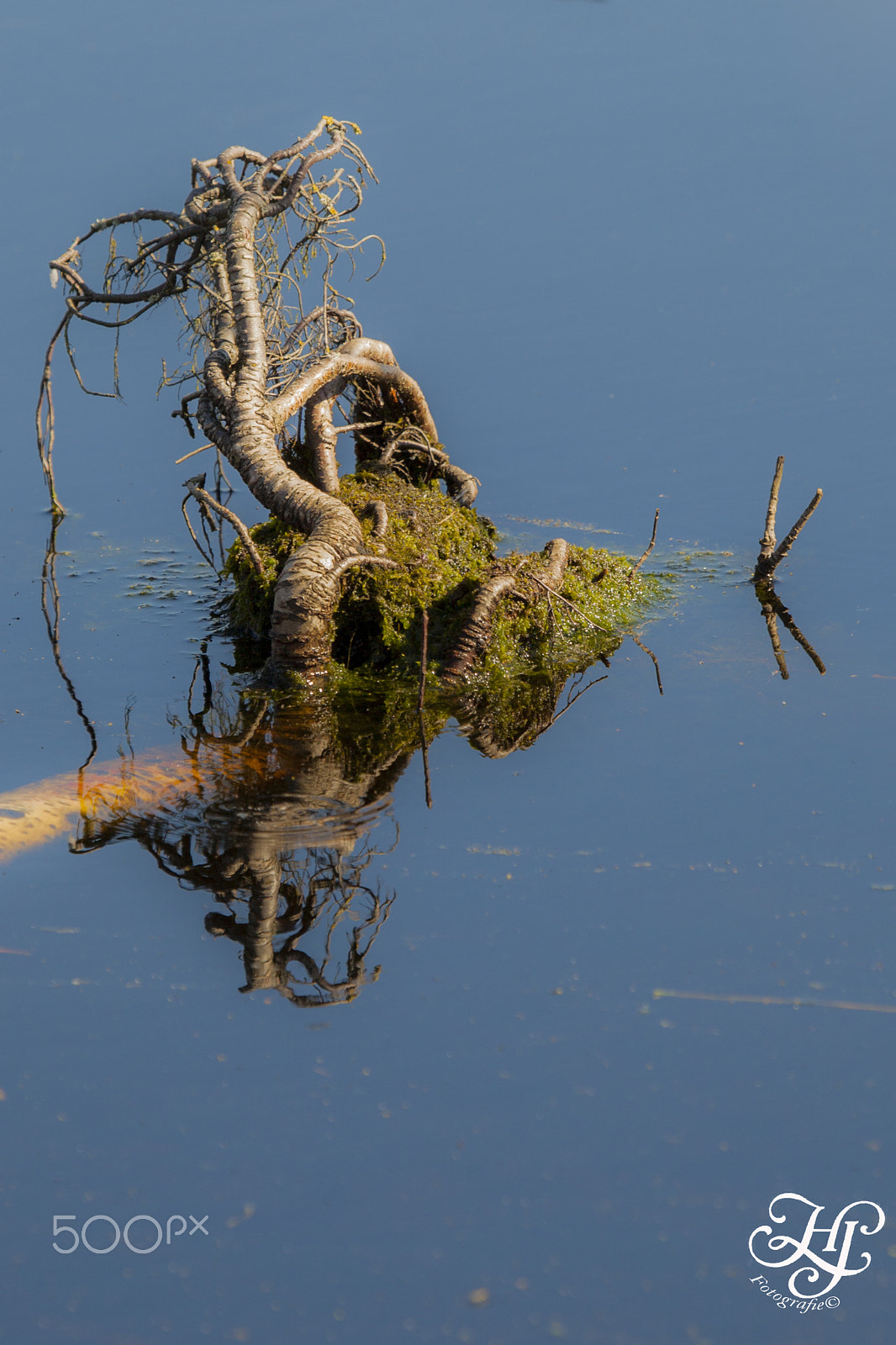 Canon EOS 5D Mark II + Canon EF 100-400mm F4.5-5.6L IS USM sample photo. Mirroring bonsai photography