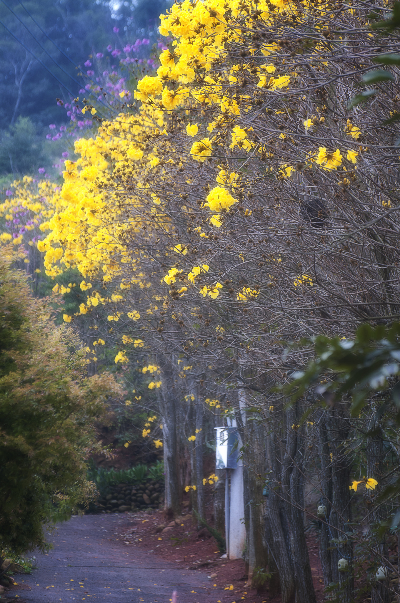 Nikon D300 sample photo. 黃金風鈴花 photography