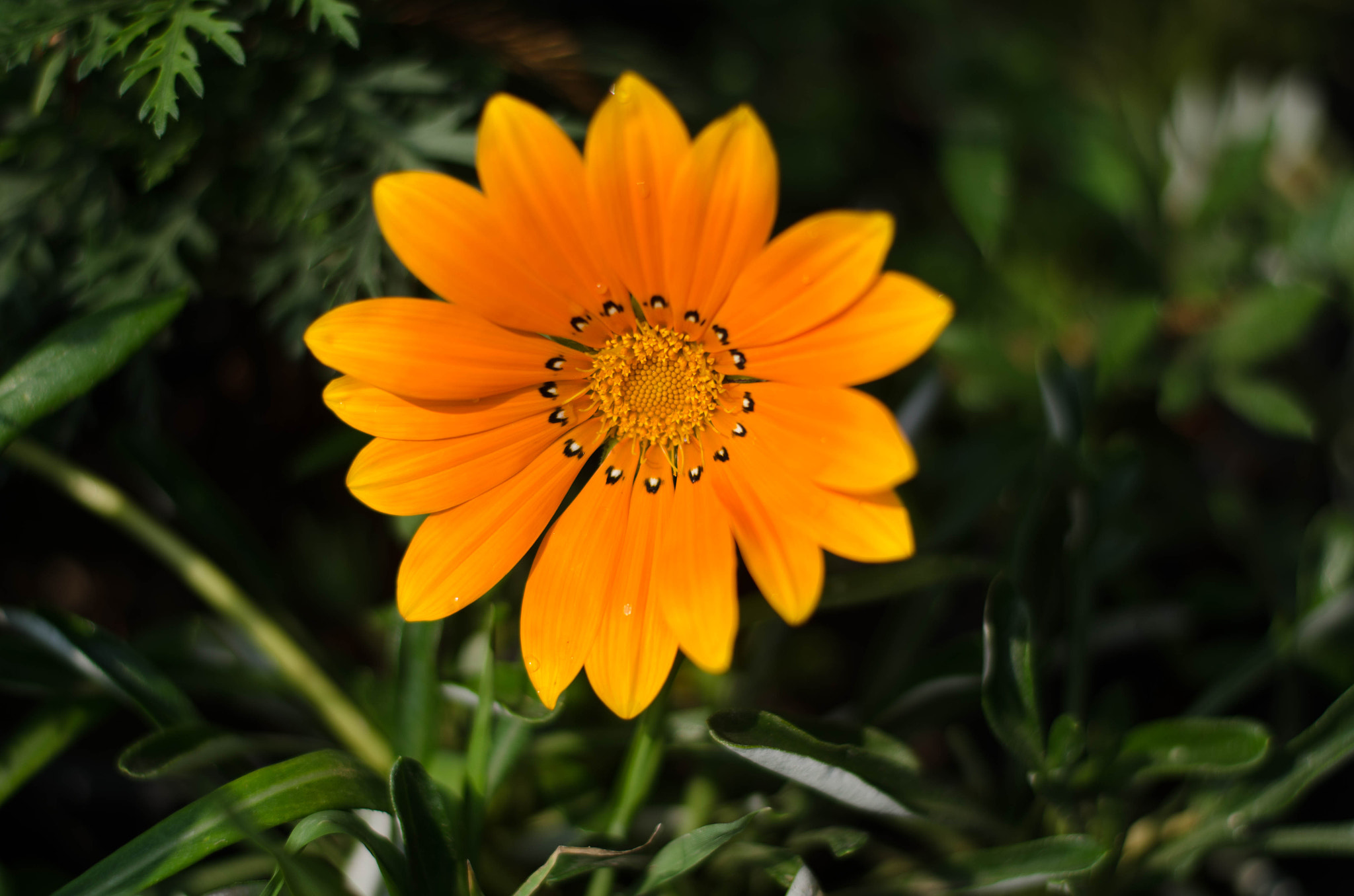 Nikon D7000 + Nikon AF-S Nikkor 50mm F1.8G sample photo. Dsc photography