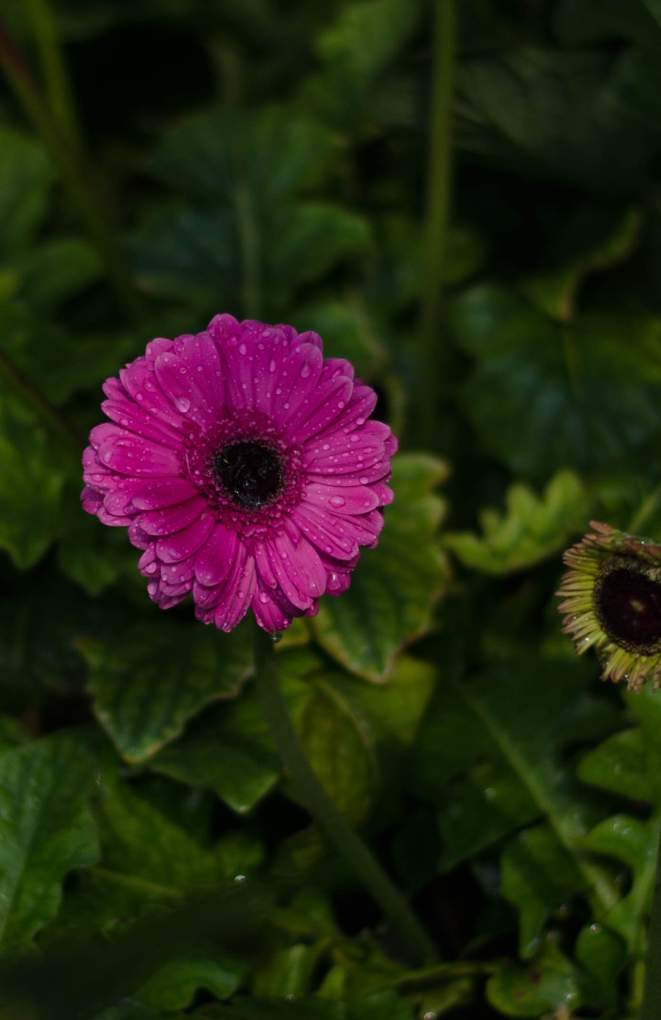 Nikon D7000 + Nikon AF-S Nikkor 50mm F1.8G sample photo. Dsc photography