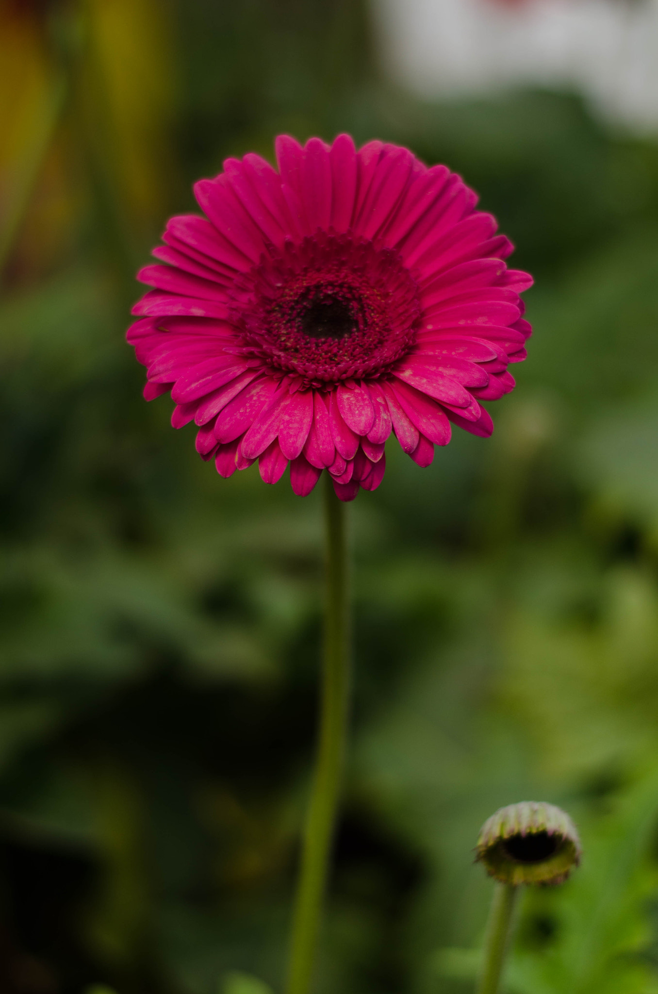 Nikon D7000 + Nikon AF-S Nikkor 50mm F1.8G sample photo. Dsc photography