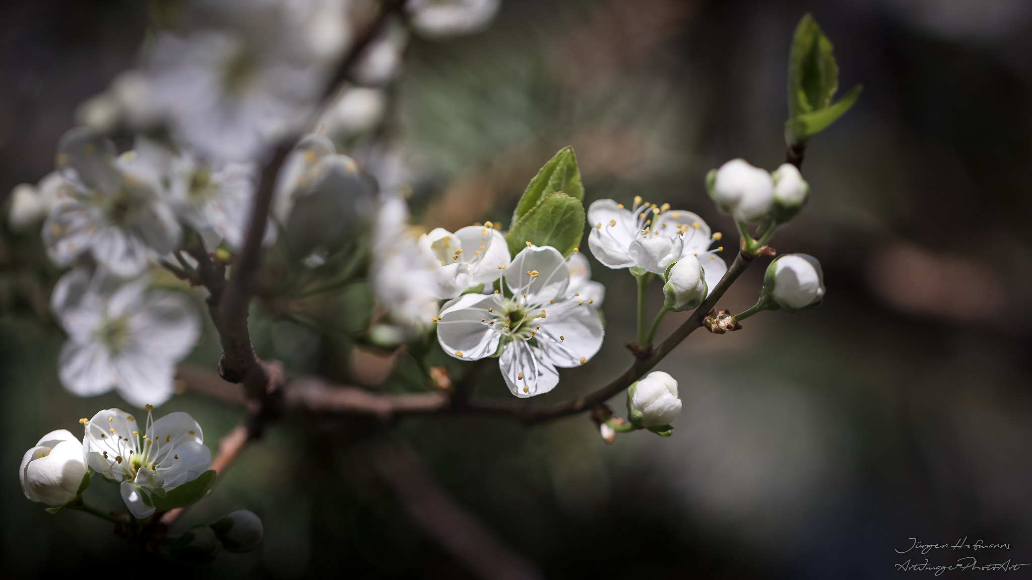 Canon EOS 7D Mark II sample photo. Spring blossom photography