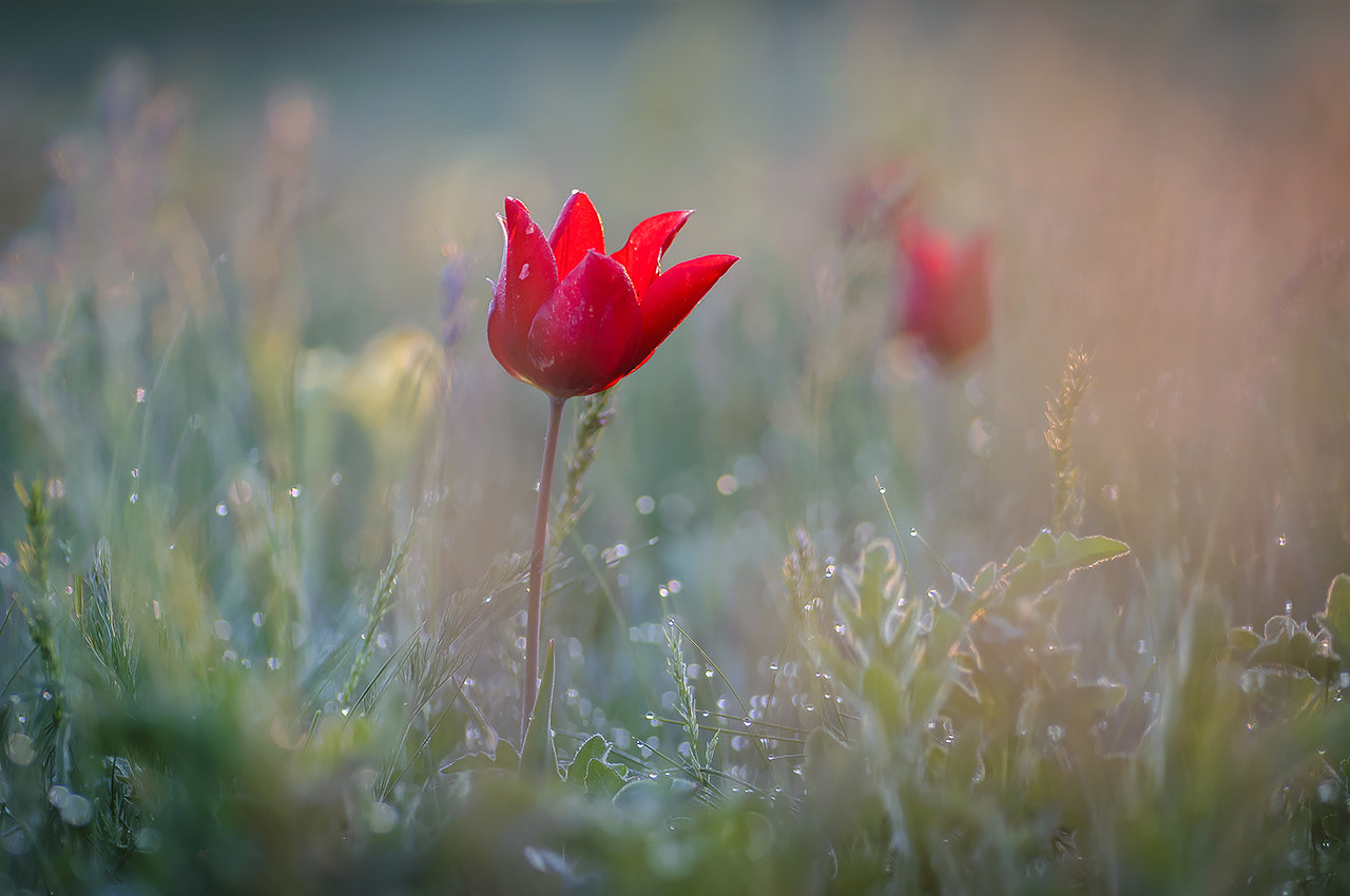 Nikon D300 + Tamron SP 90mm F2.8 Di VC USD 1:1 Macro sample photo. Дикий тюльпан (wild tulip) photography