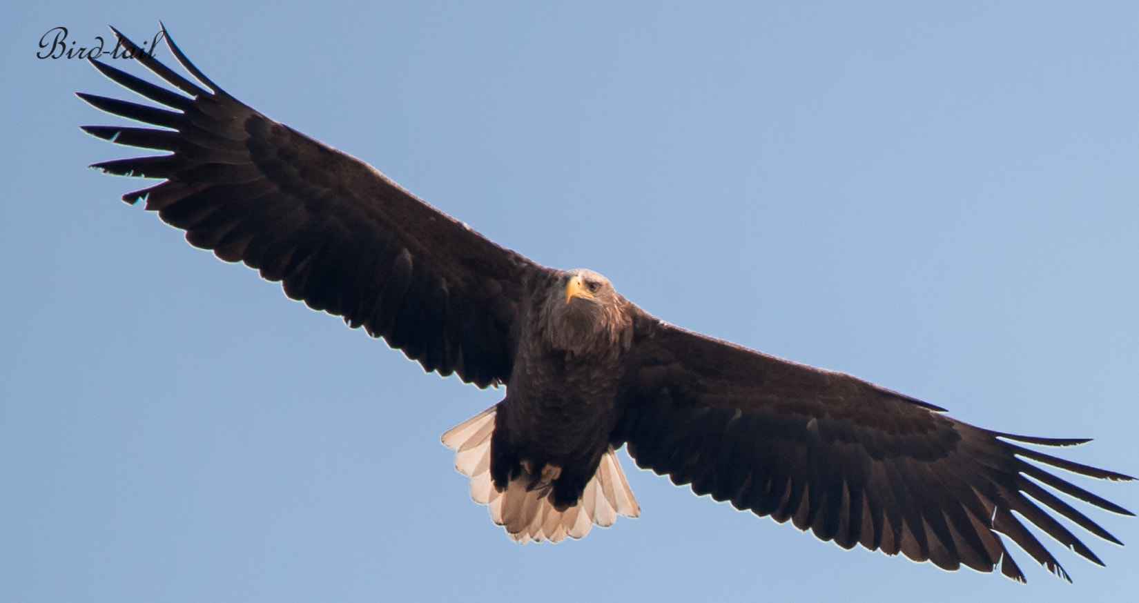 Sigma 150-600mm F5-6.3 DG OS HSM | C sample photo. 흰꼬리수리(white tailed sea eagle) in korea photography