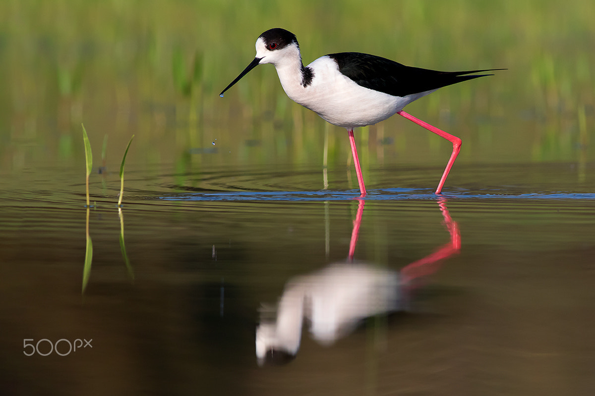 Canon EF 400mm F5.6L USM sample photo. Drop by drop photography