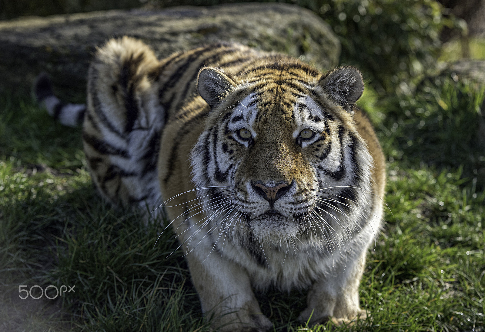 Nikon AF-S Nikkor 70-200mm F2.8G ED VR II sample photo. Amur tiger photography