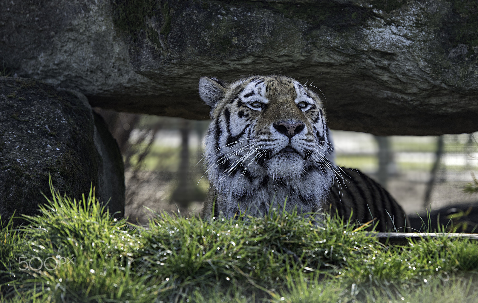 Nikon AF-S Nikkor 70-200mm F2.8G ED VR II sample photo. Amur tiger photography